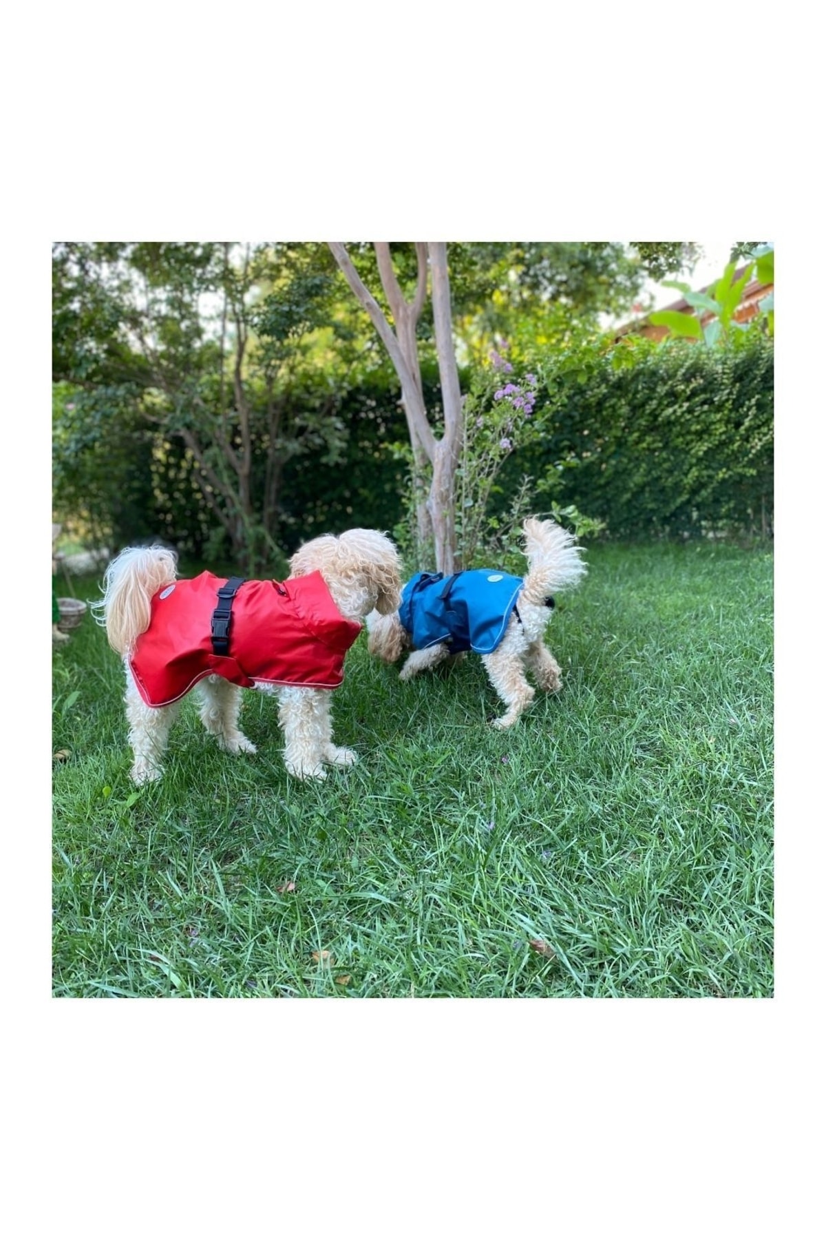 بارانی سگ فلافی بادیز استور Fluffy Buddies Store مدل PomeRainS، قرمز