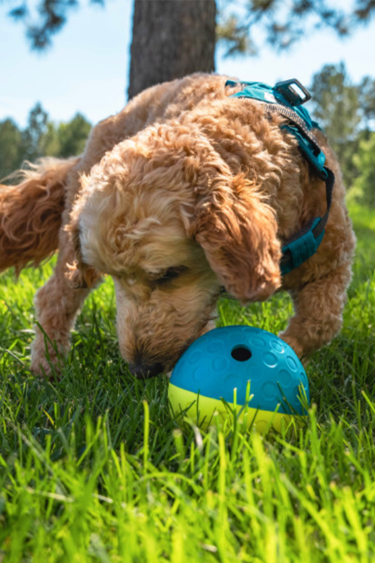توپ تشویقی سگ کوچک Nina Treat Tumble اوت‌وارد هاوند Outward Hound چندرنگ