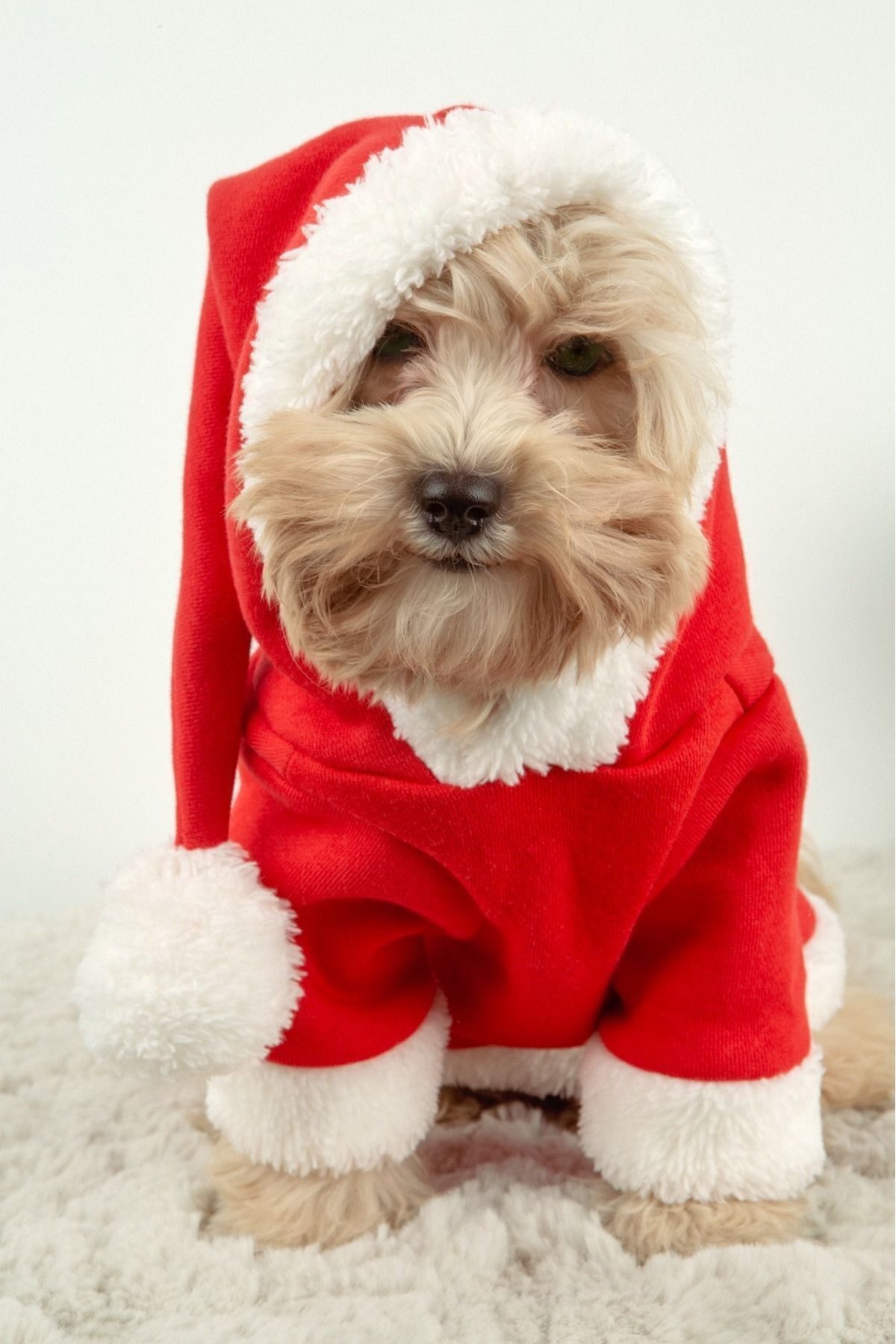 لباس کریسمس سگ و گربه بادی استور Buddy Store مدل bsMerryChristmas، چندرنگ