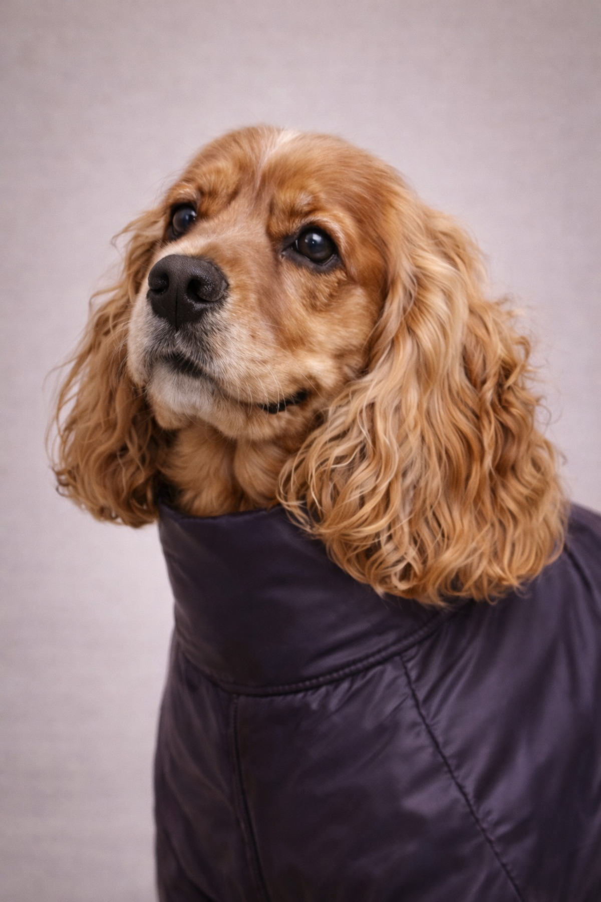 بارانی سگ با پوشش چهار پا آلفاداگ دیزاین آلفاداک دیزاین Alphadog Design مدل Coverall Leather سرمه‌ای
