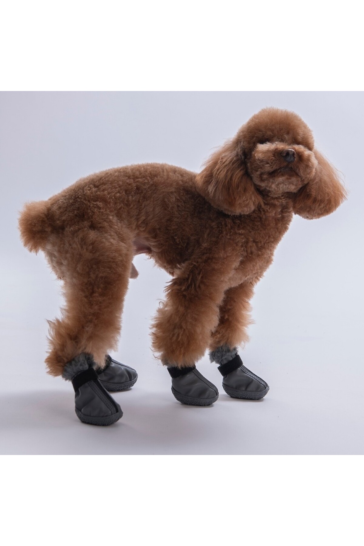 کفش چرمی خاکستری سگ پاوستار Pawstar مدل PDS-04