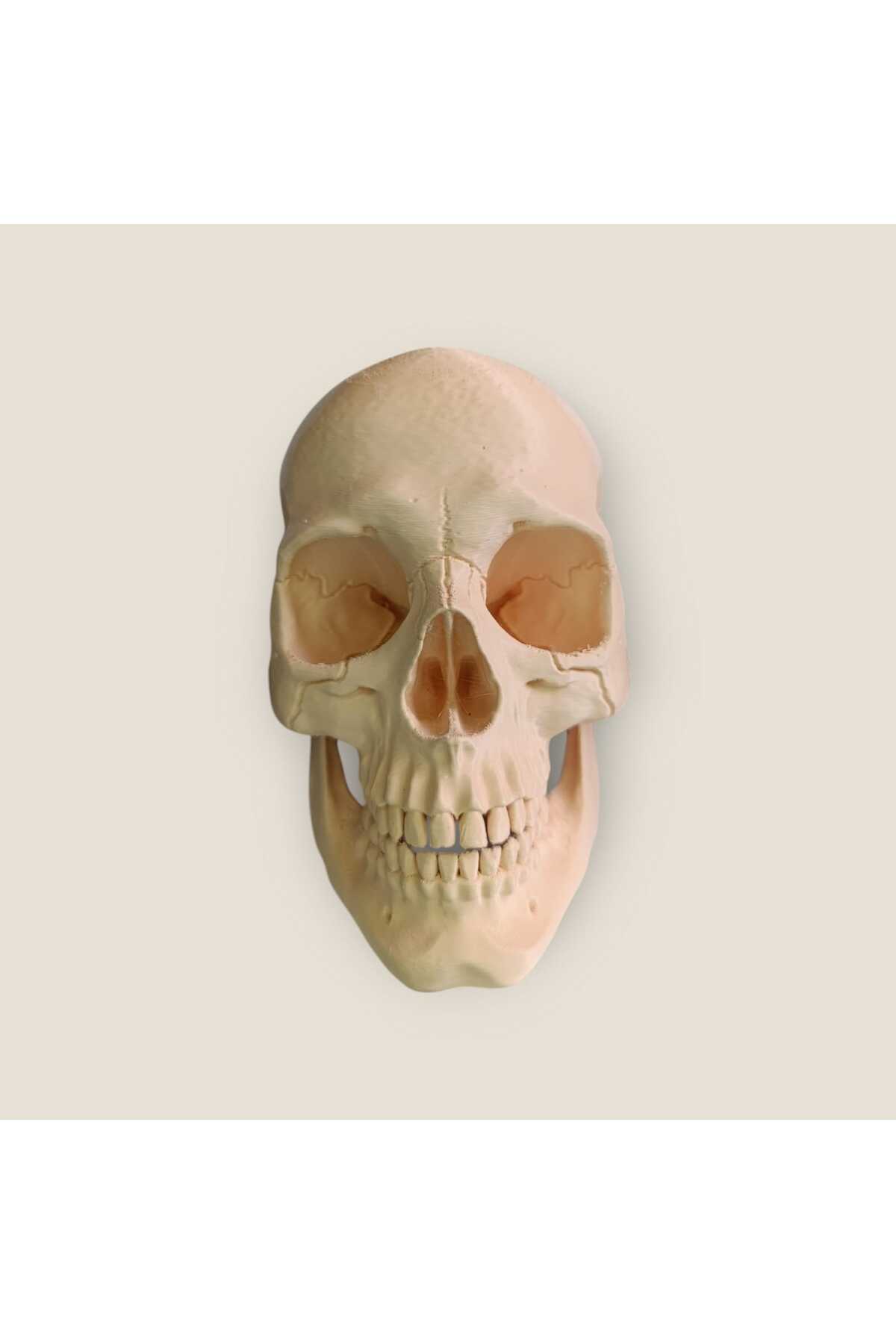 فیگور استودیو جمجمه 15 سانتی متر از ترکیه 3D