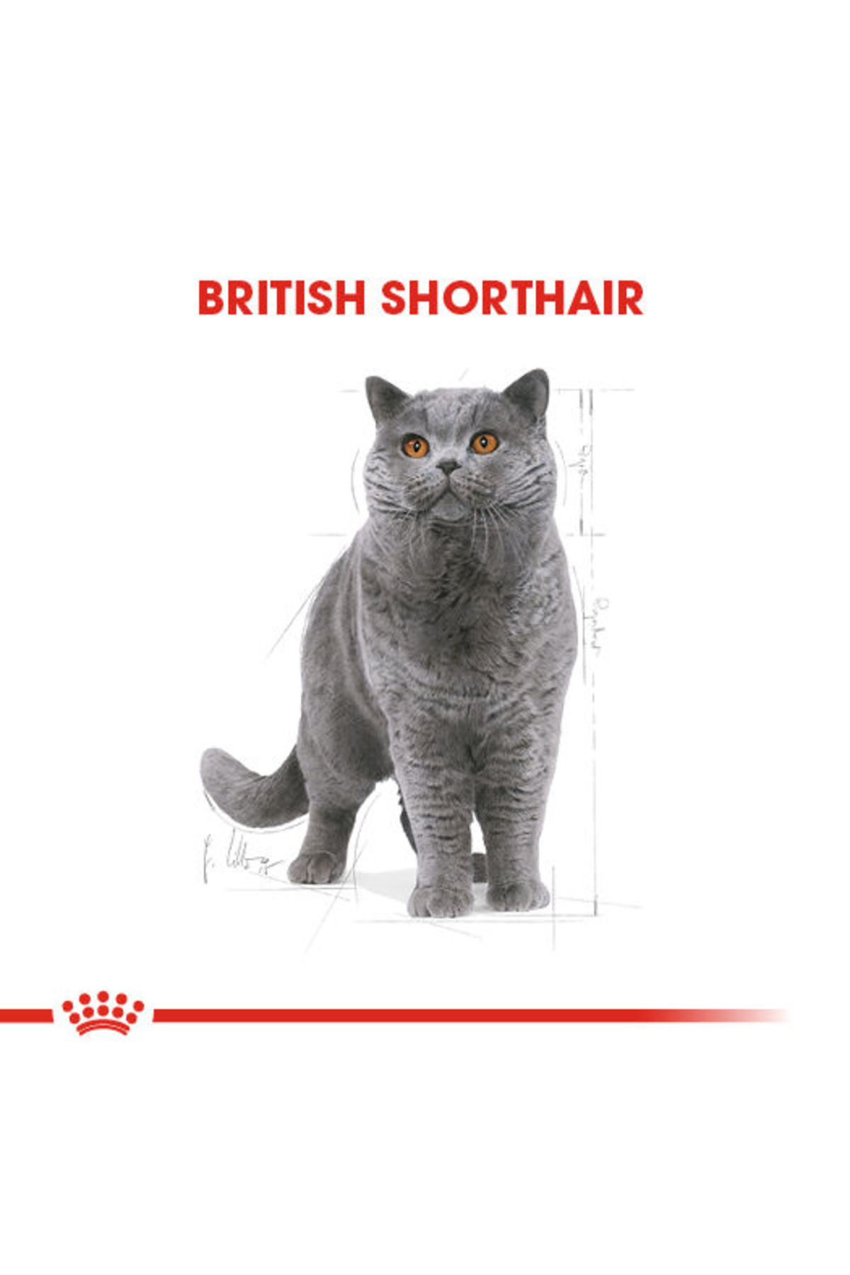 غذای خشک گربه بالغ بریتیش شورت‌هیر رویال کنین Royal Canin، ۴۰۰ گرم