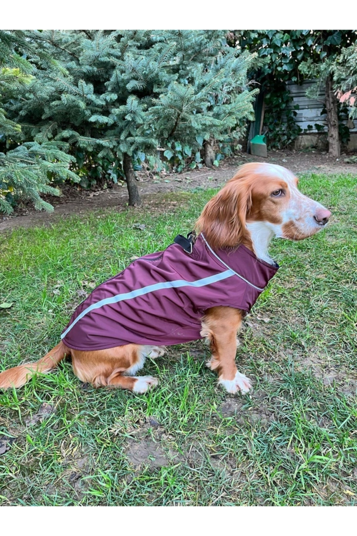 بارانی ضدآب سگ زوبی داگز Zubi Dogs، آستر پلار، زرشکی
