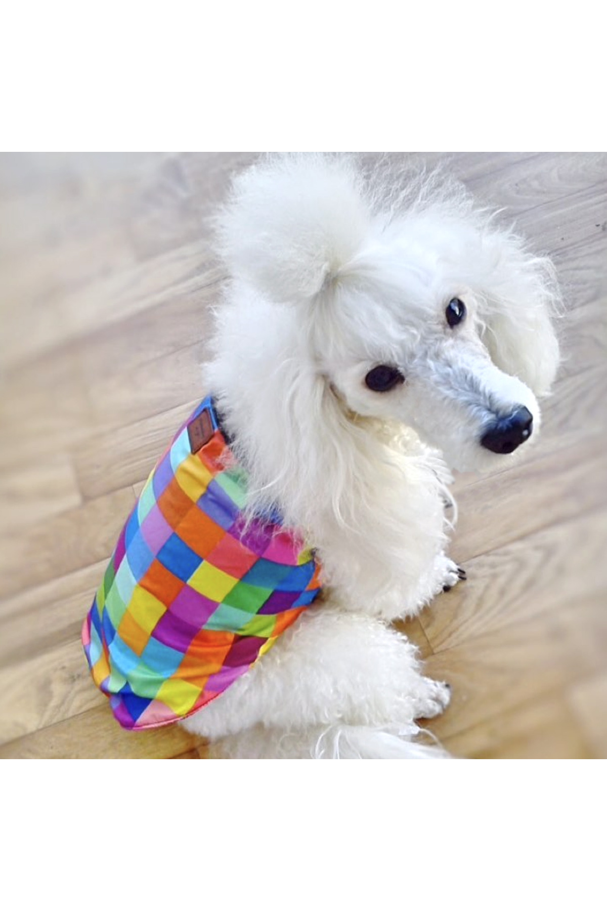 لباس بالاتنه چندرنگ سگ‌های بزرگ آلفادگ دیزاین Alphadog Design Colorbox