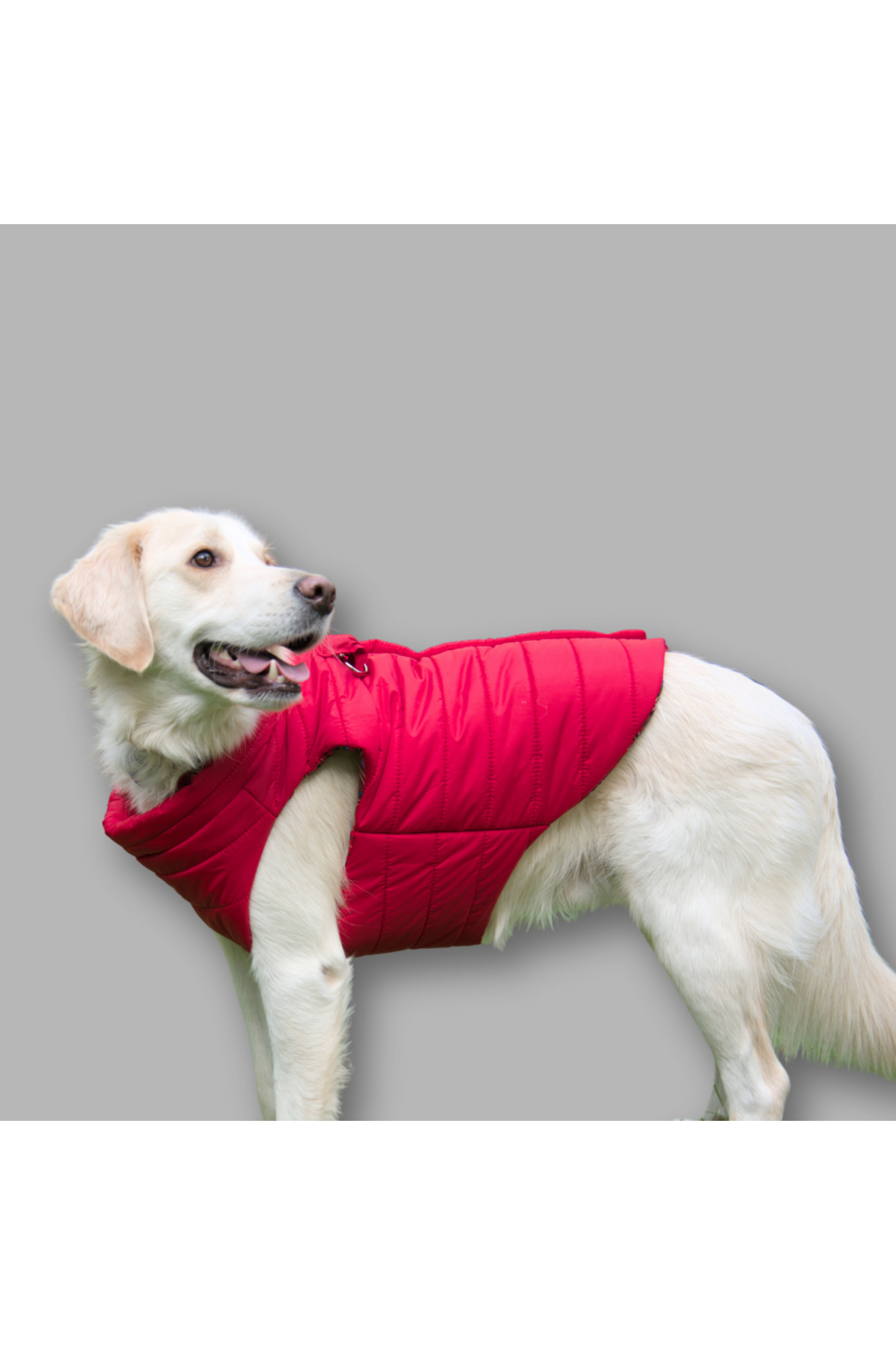 کاپشن پافر قرمز سگ لولو د اربن پاپ Lulu The Urban Pup، Urban Red Light Puffer
