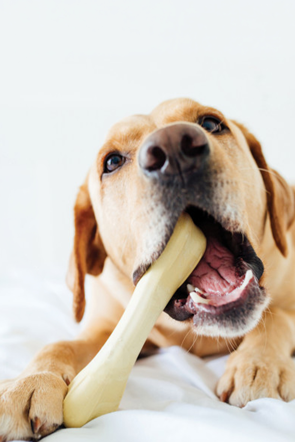 استخوان جویدنی سگ Petstages Chick A Bone با طعم مرغ، سایز Xsmall، اوت‌وارد هاوند Outward Hound چندرنگ