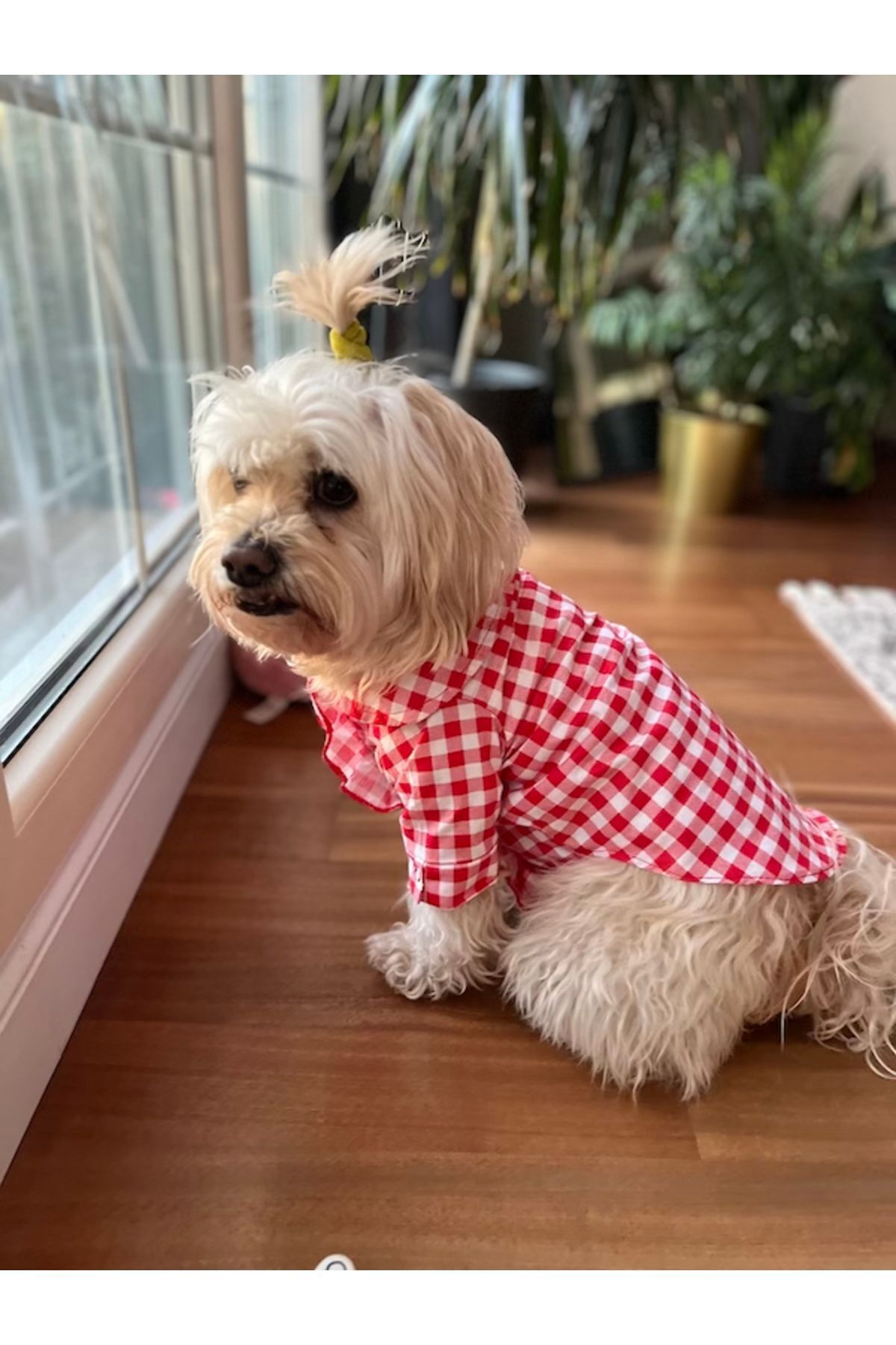 پیراهن سگ پاپلین چهارخانه قرمز میس دیزی پت بوتیک Miss Daisy Pet Boutique مدل MDKPG01