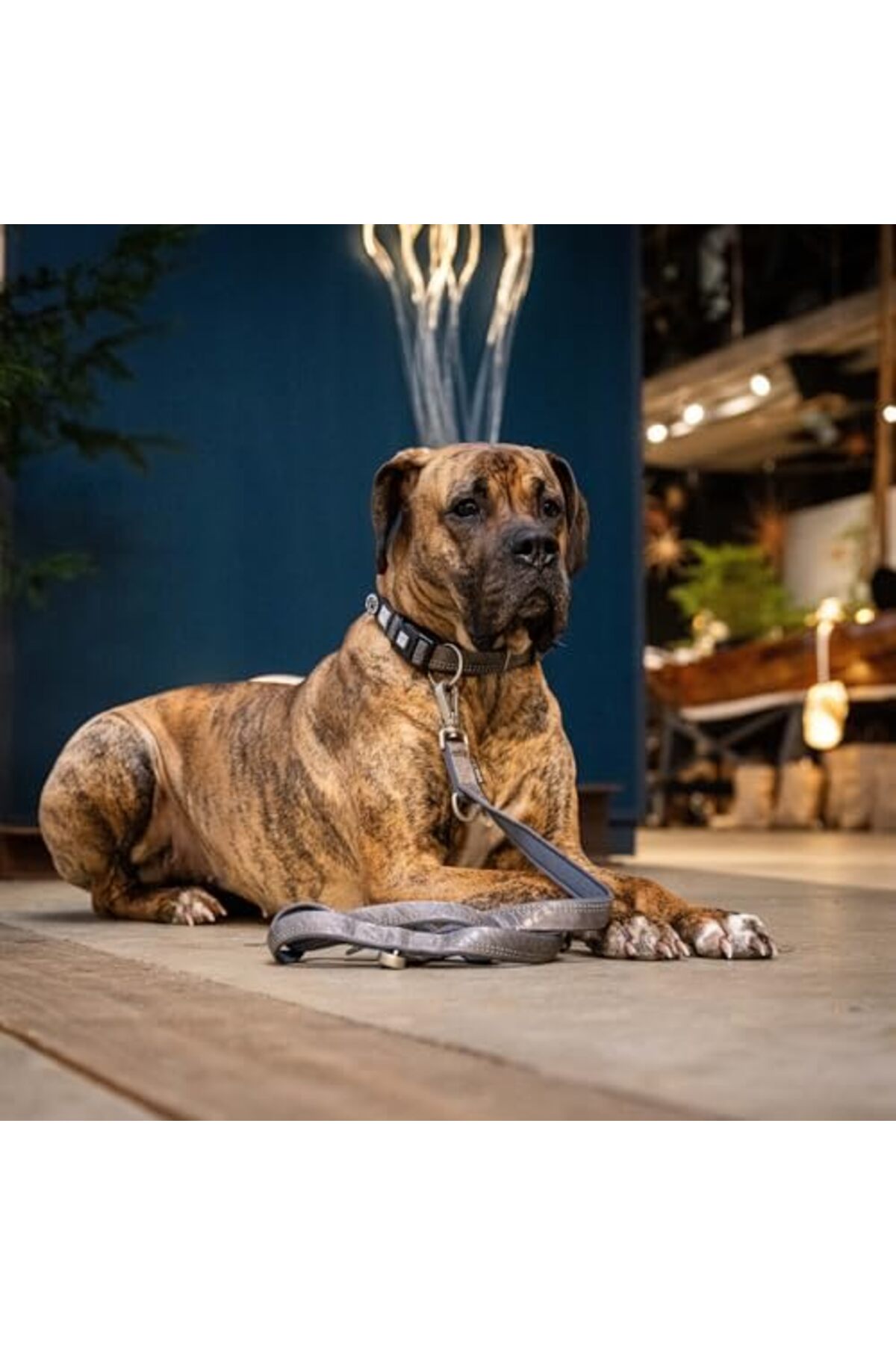 قلاده گردنی سگ مکس اند مالی پتس Max & Molly Pets Matrix 2.0 با پلاک هوشمند