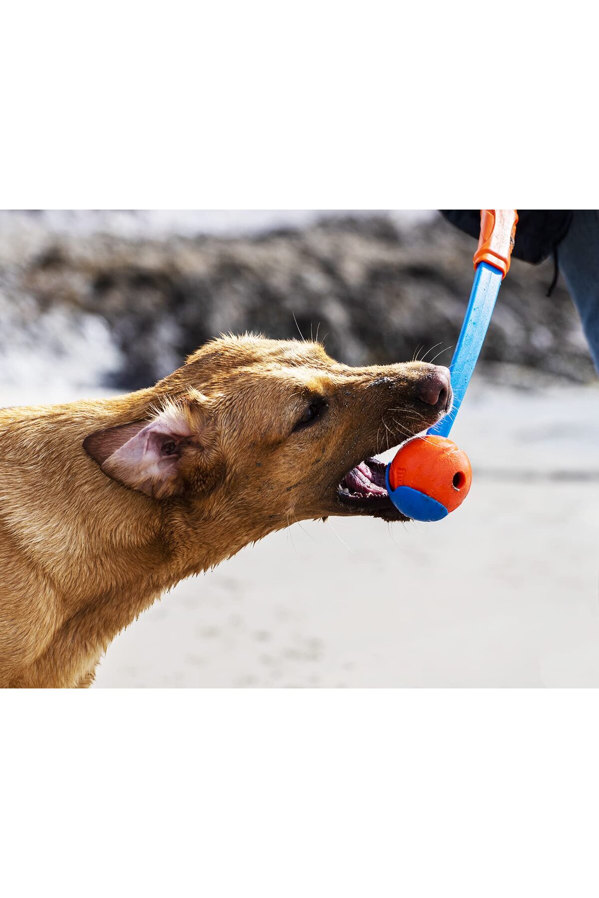 توپ بازی سگ چاکیت! Chuckit!! ! Fetch Ball، سایز بزرگ چندرنگ