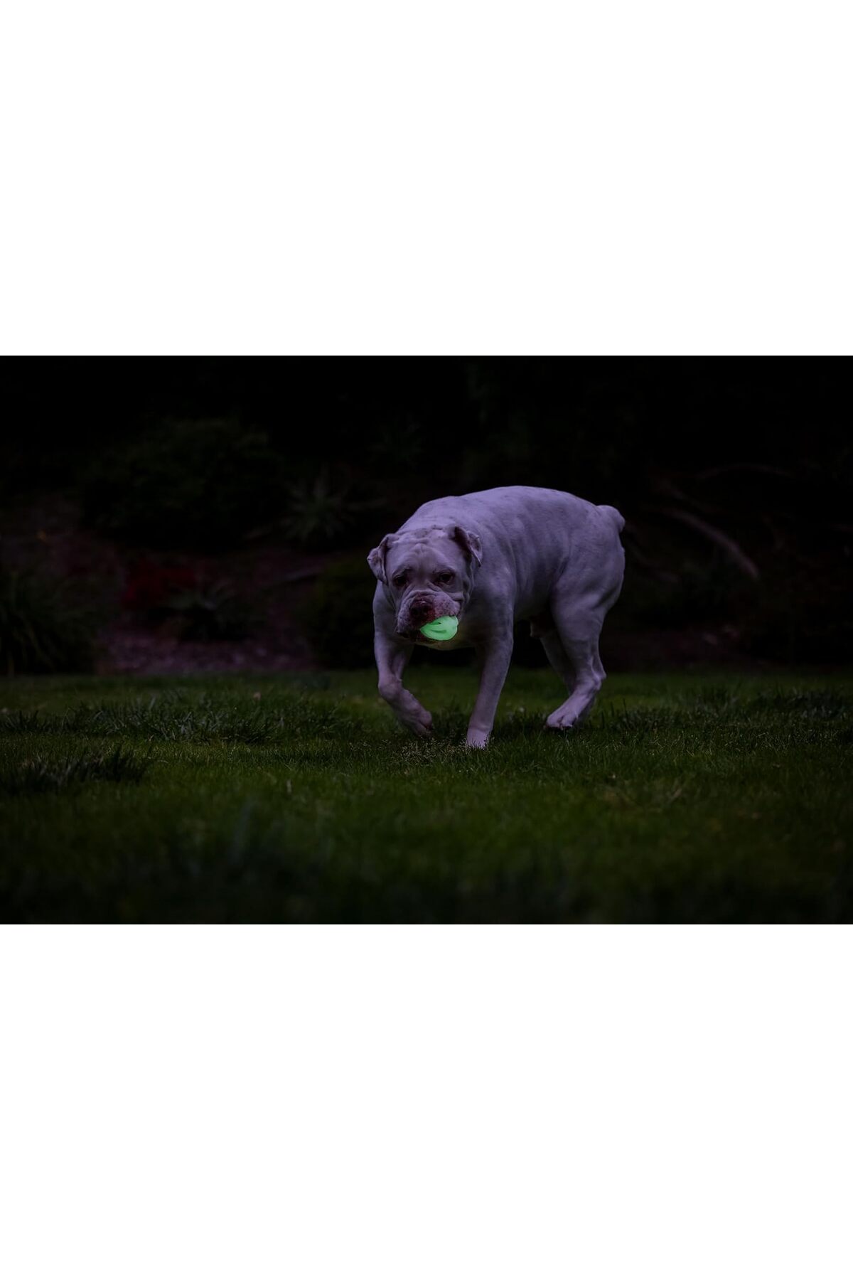 توپ بازیابی سگ چاکیت Chuckit! (!) Air Glow، متوسط، ۲٫۵ اینچ، تک‌عدد چندرنگ 1 adet