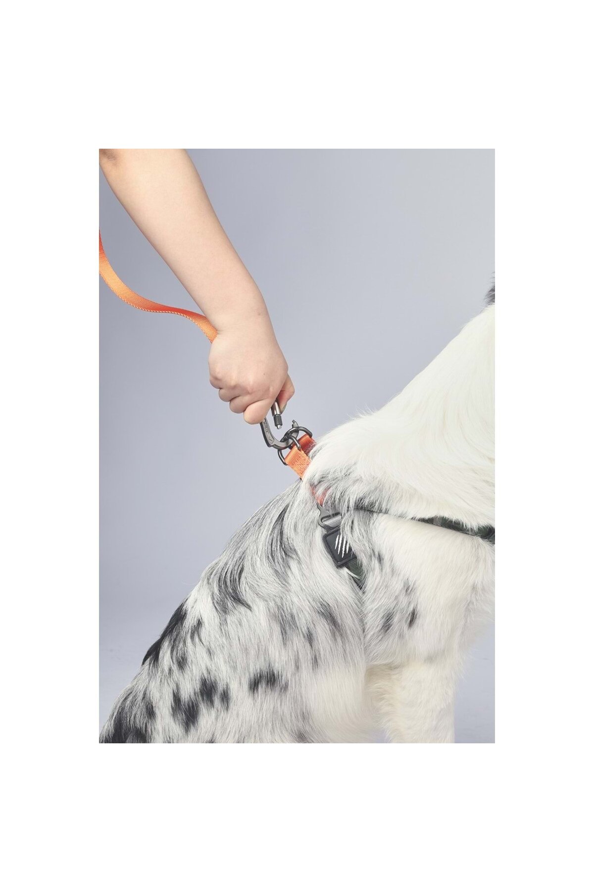 بند قلاده سگ ام‌پتس M-PETS Wild Jungle Regular نارنجی