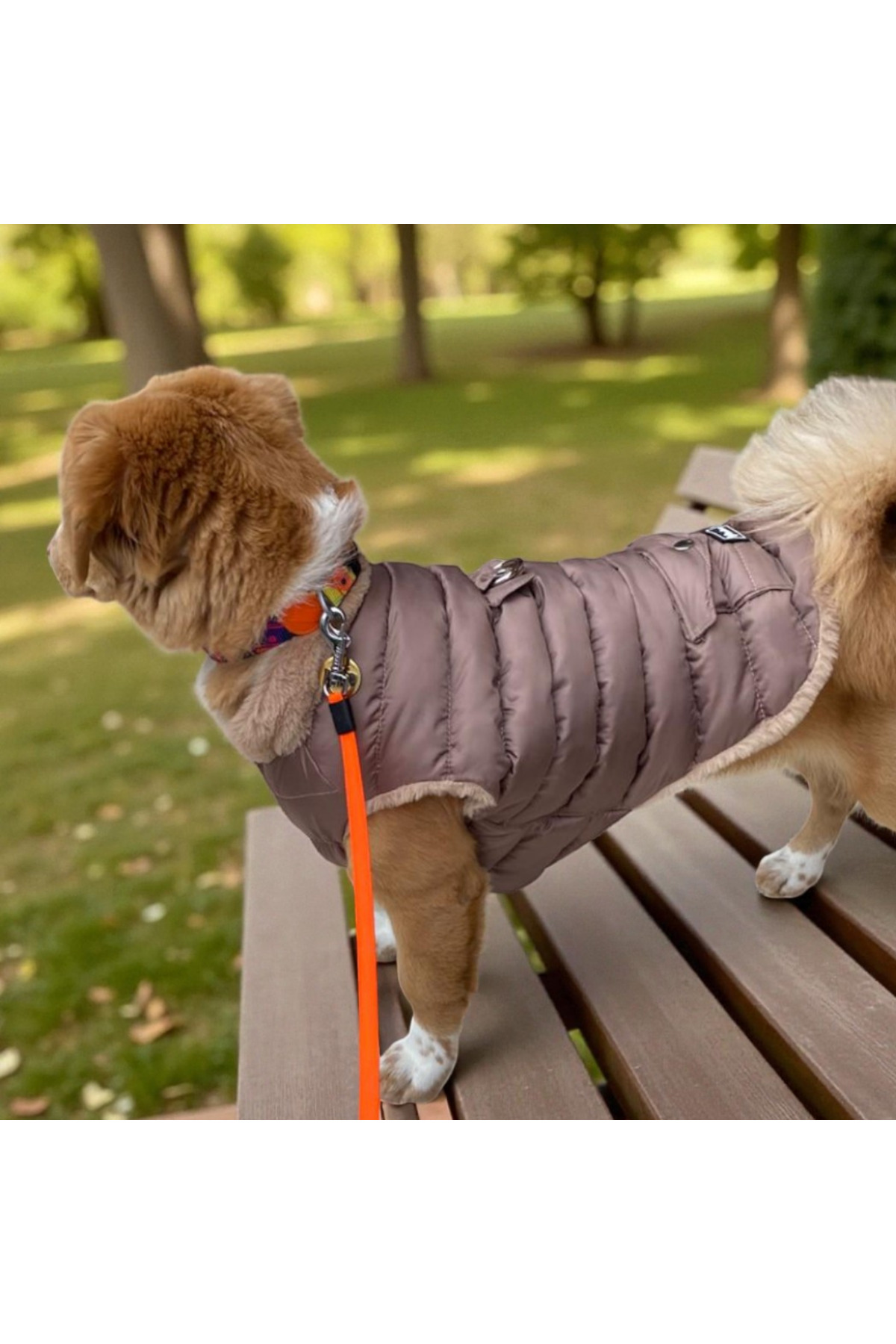 کاپشن پفکی سگ لولو دِ اربن پاپ Lulu The Urban Pup مدل LTUP3000، بژ