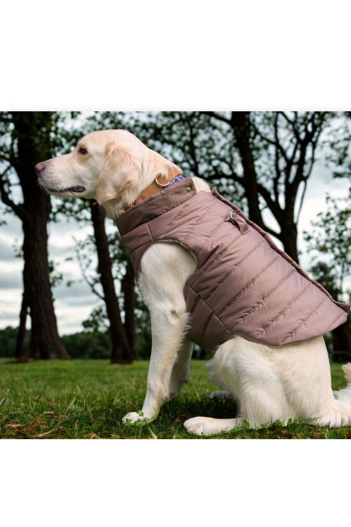 کاپشن پافر سبک سگ لولو دِ اربن پاپ Lulu The Urban Pup، بژ عسلی
