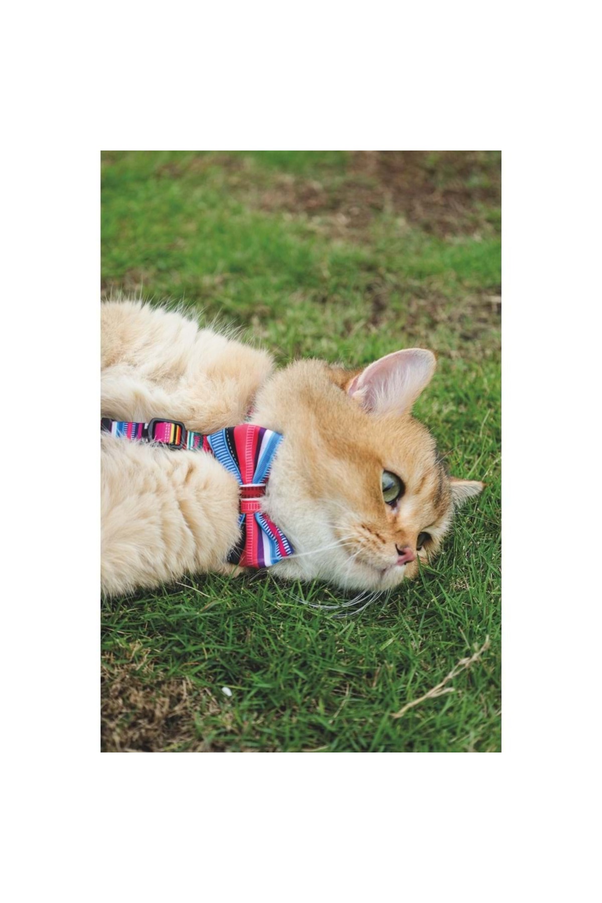 پاپیون حیوانات خانگی ام‌پتس M-PETS مدل Urban Style Jazz Stripes 60800599، سایز M، چندرنگ
