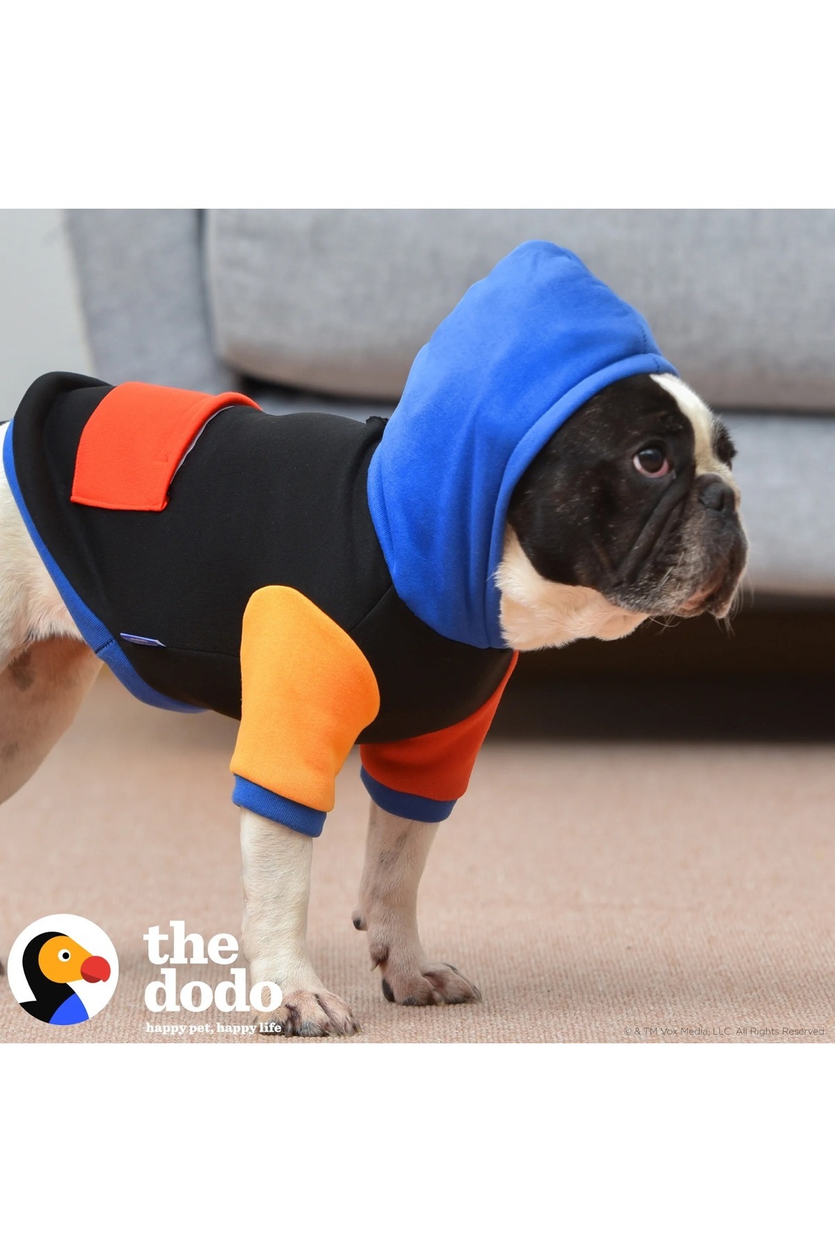 هودی سگ با مجوز The Dodo، مشکی | بارکی ازمیر Barkie İzmir