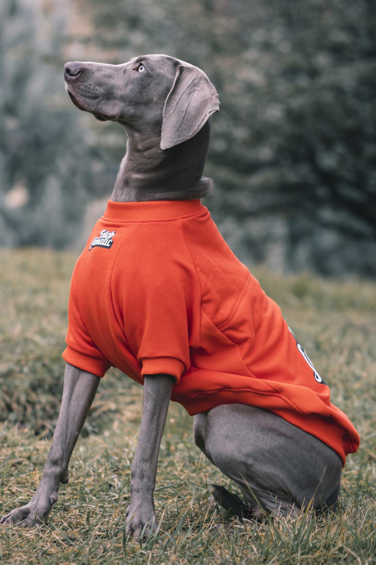 سویشرت سگ قرمز Fetch Fanatic از آسکی‌اندارد Asky&Erd، مجموعه «I am» Sweatshirts Collection