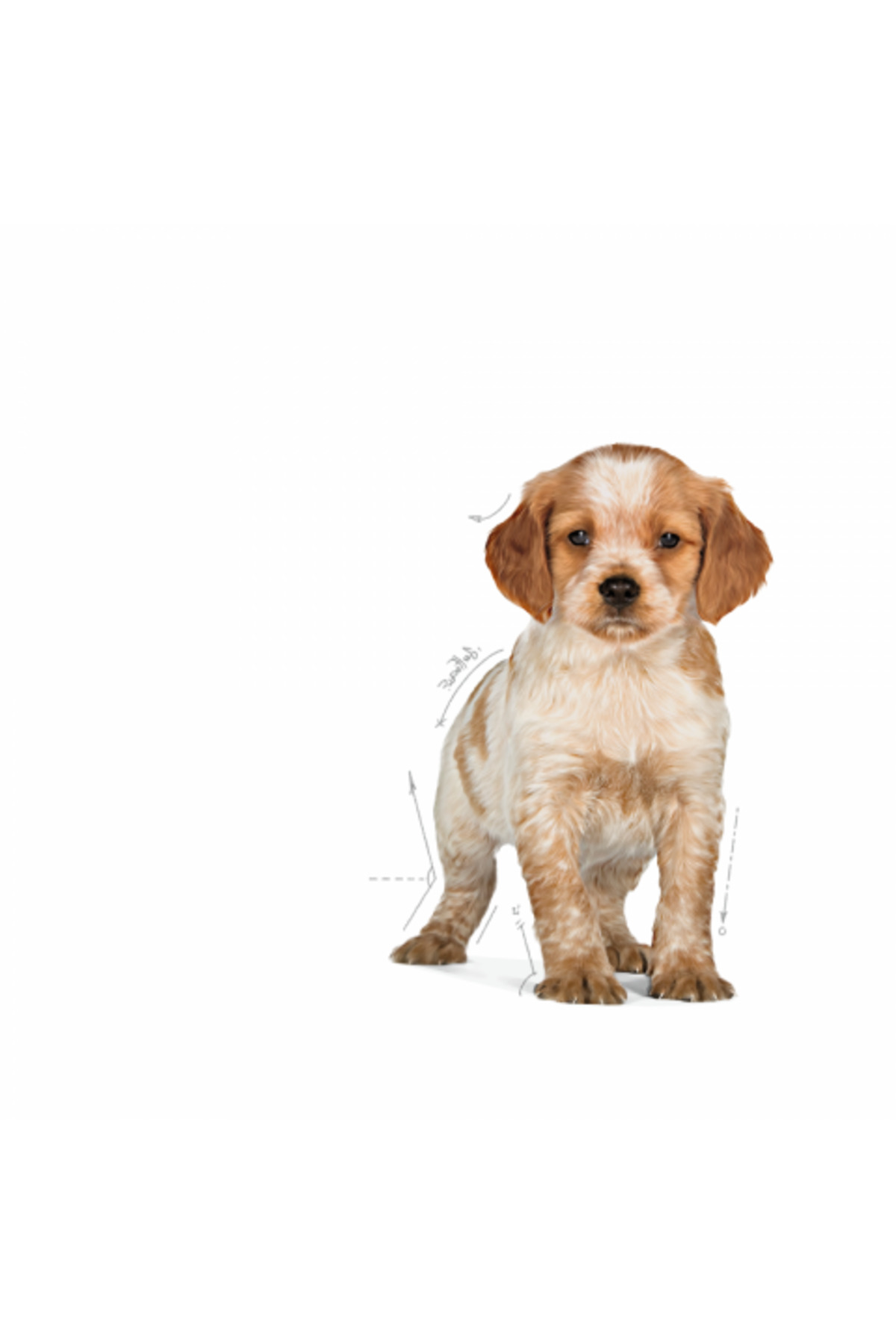 غذای خشک سگ نژاد متوسط رویال کنین Royal Canin، ۱۵ کیلوگرمی