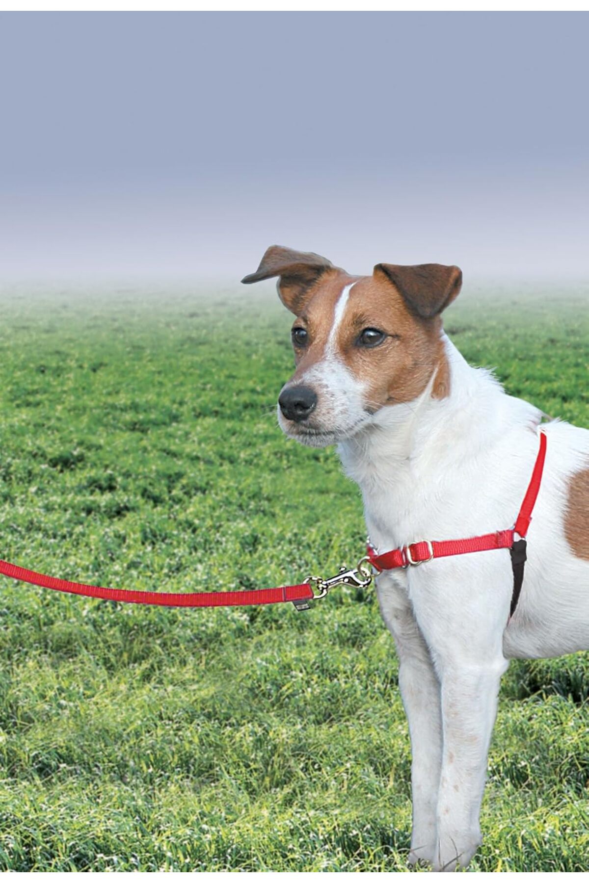 قلاده سگ پت‌سیف PetSafe Easy Walk مدل B001TRF3SC، مشکی
