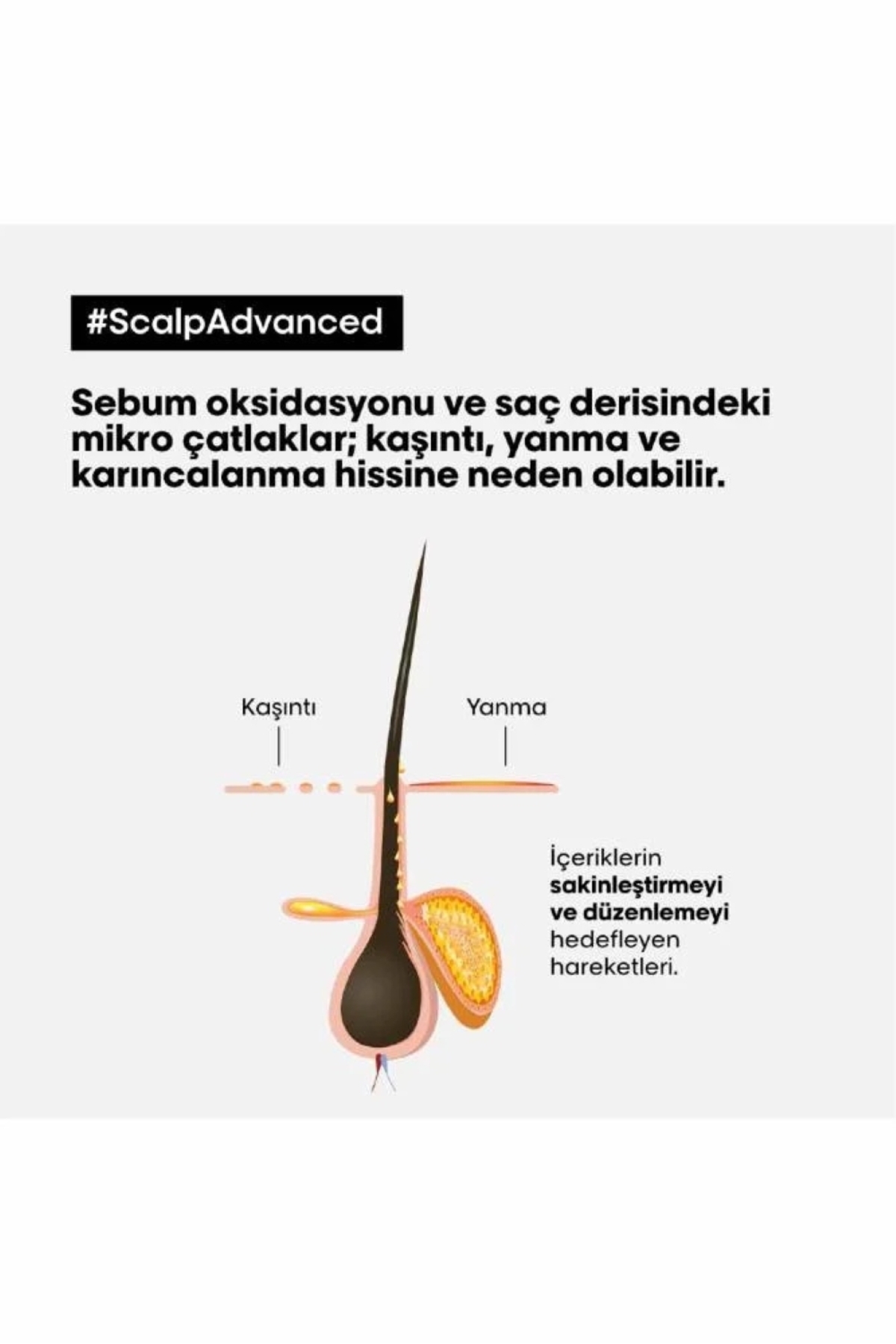 شامپو مردانه و زنانه LOREAL PRO PARIS SERIE EXPERT SCALP ADVANCED OILS PROGRESSIVE LUXURY CHAMPOO 500 میل EVASALOON7 L'oreal Professionnel