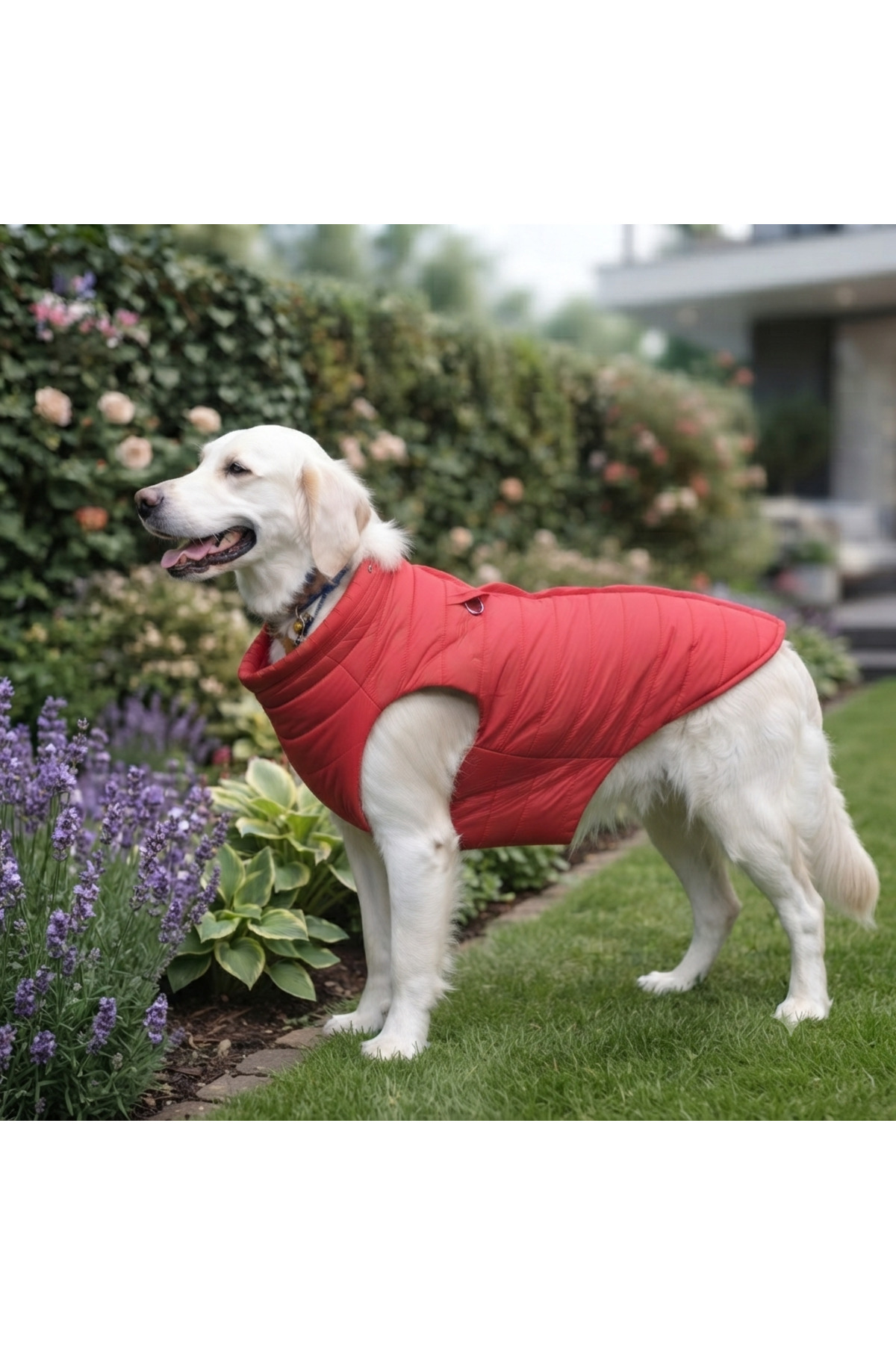 کاپشن پافر قرمز سگ لولو د اربن پاپ Lulu The Urban Pup، Urban Red Light Puffer