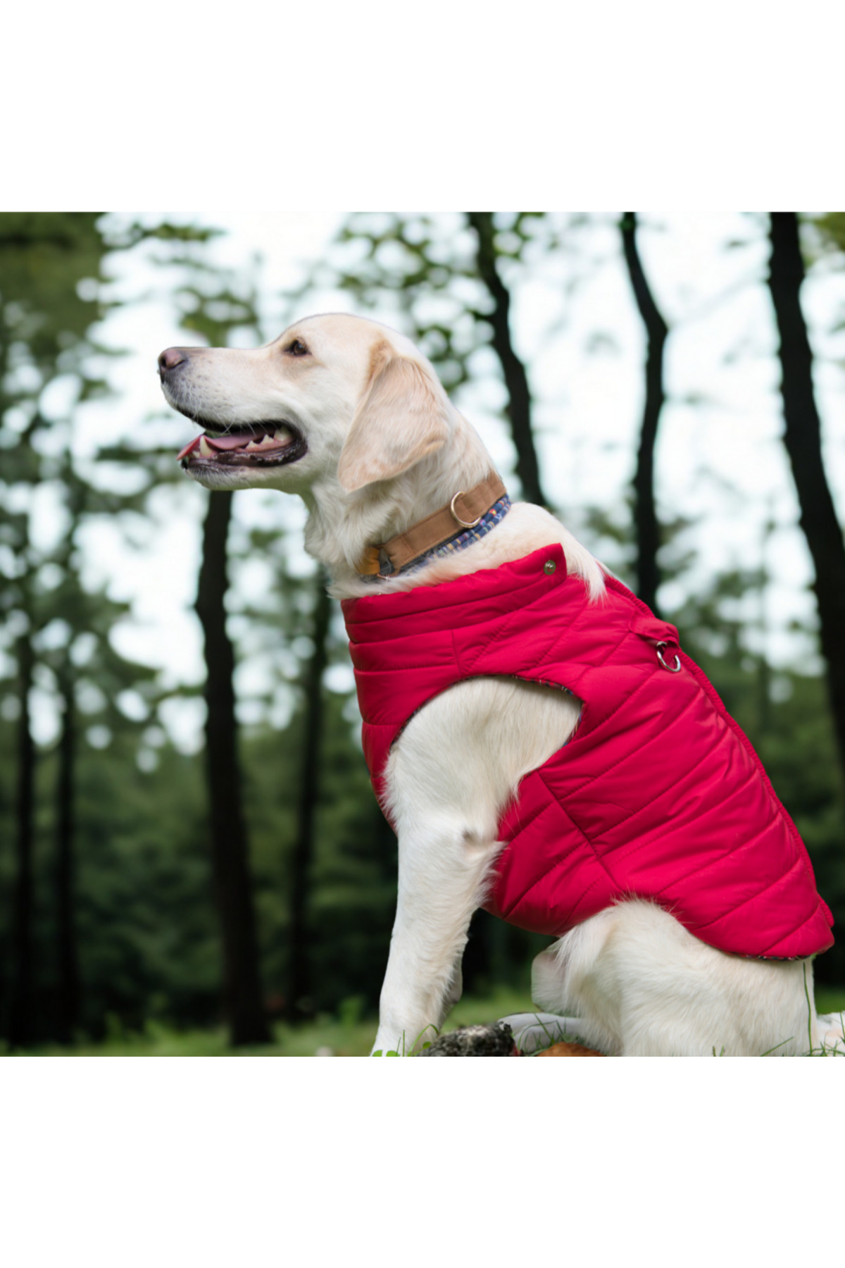 کاپشن پافر قرمز سگ لولو د اربن پاپ Lulu The Urban Pup، Urban Red Light Puffer
