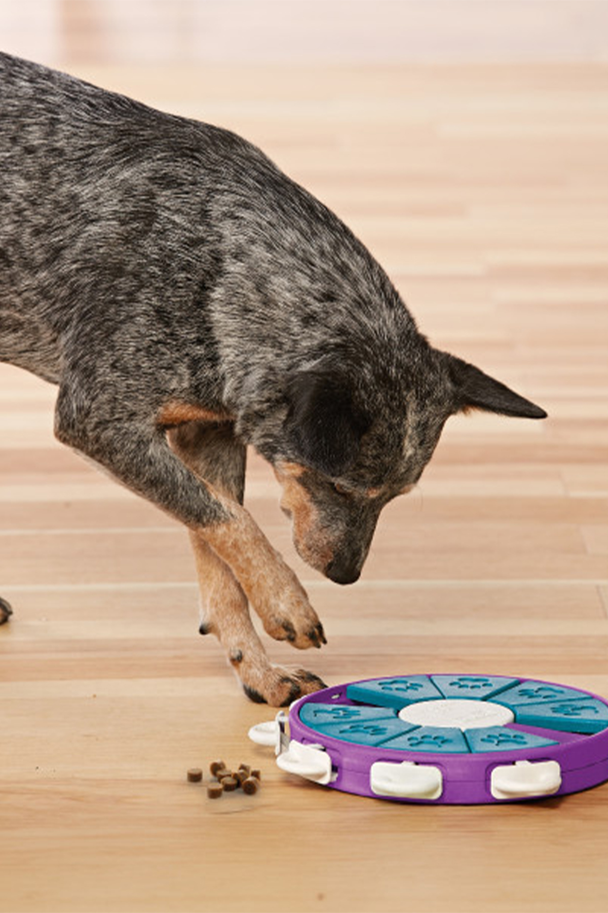 اسباب‌بازی آموزشی سگ اوت‌وارد هاوند Outward Hound Nina Dog Twister چندرنگ