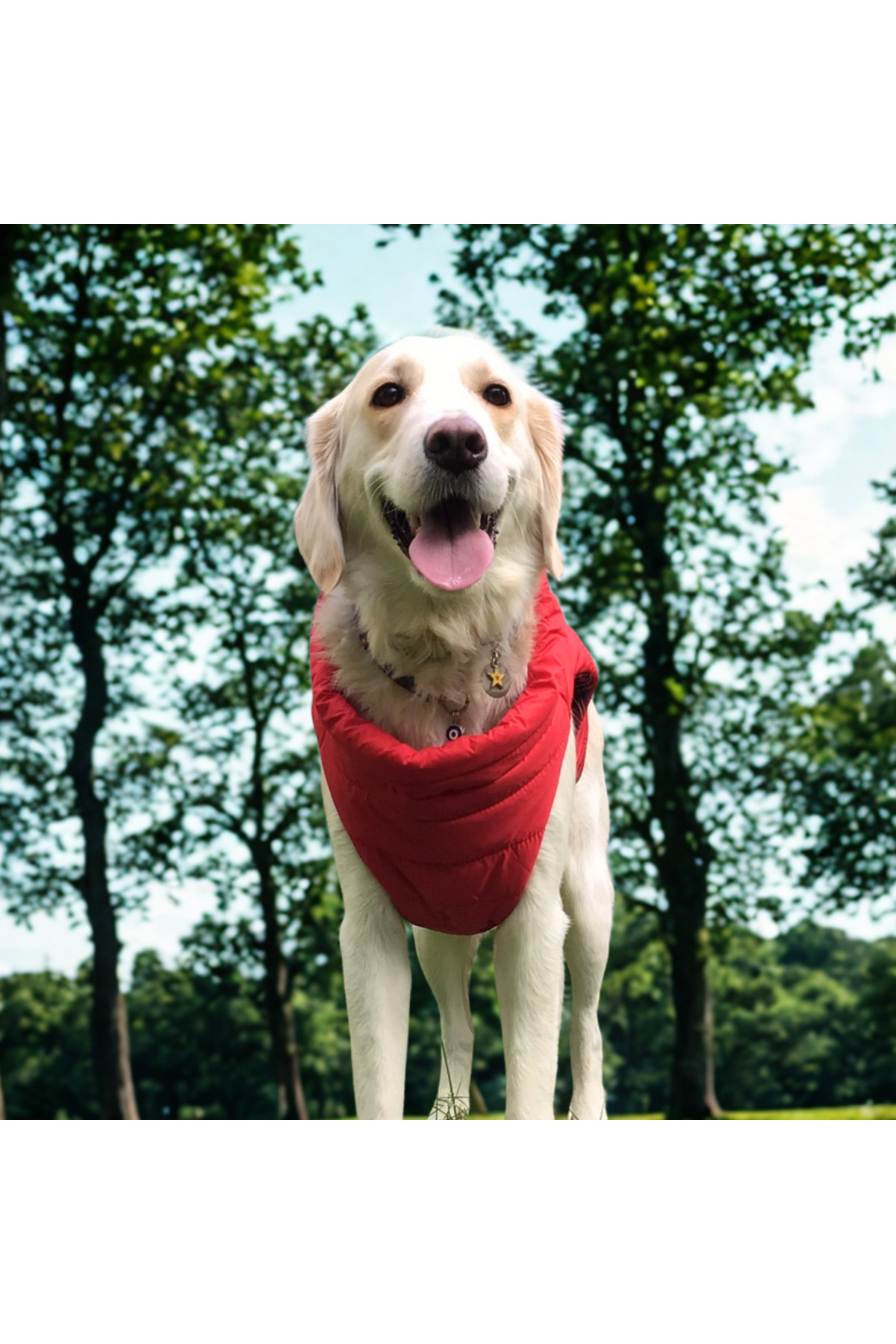 کاپشن پافر قرمز سگ لولو د اربن پاپ Lulu The Urban Pup، Urban Red Light Puffer
