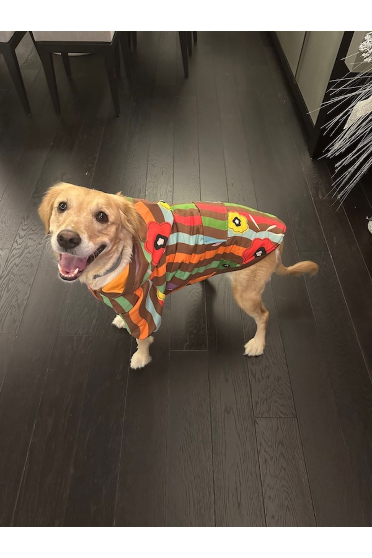 بارانی ضدآب سگ میس دیزی پت بوتیک Miss Daisy Pet Boutique