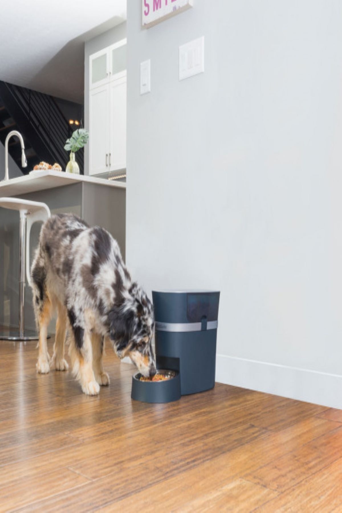 ظرف غذادهی خودکار Smart Feed پت‌سیف PetSafe خاکستری