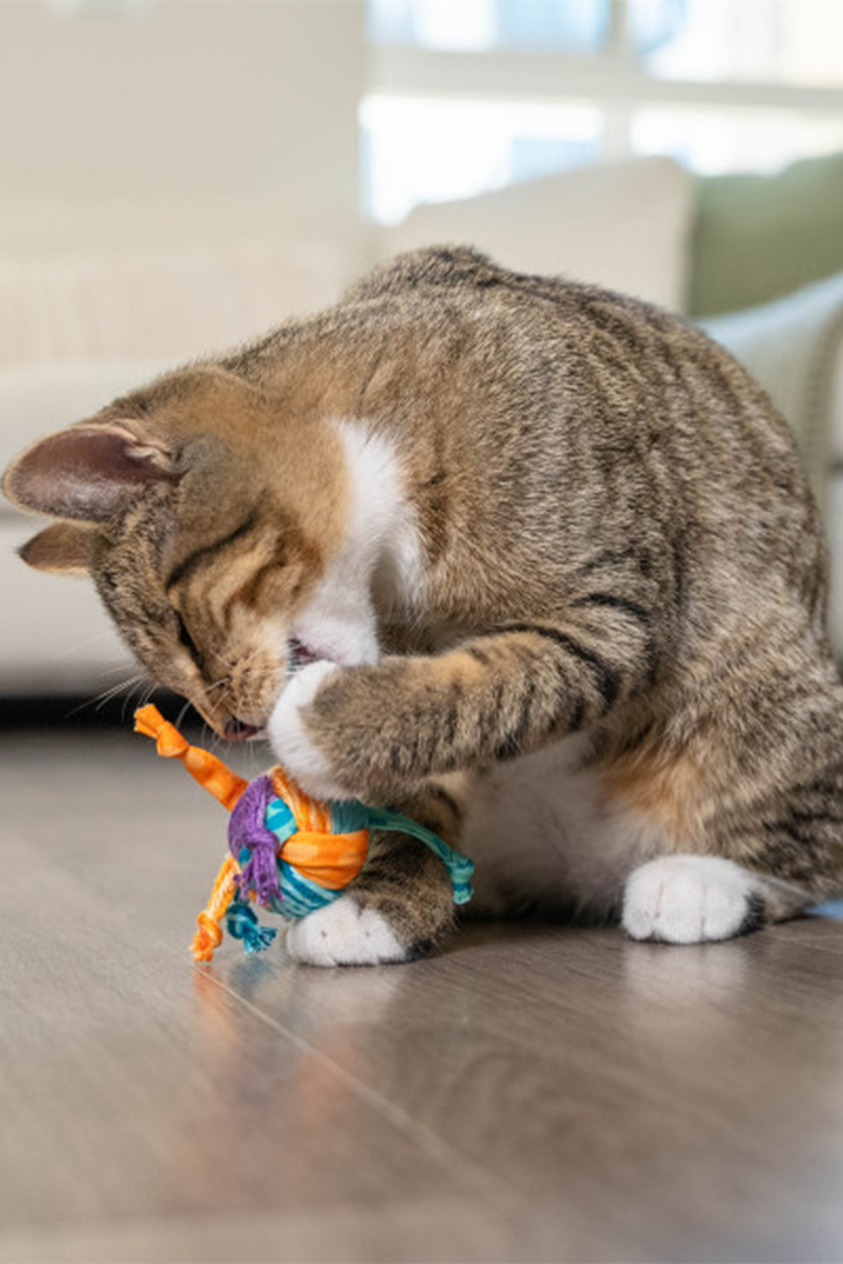 توپ کت‌نیپ‌دار گربه Catstages Dental، اوت‌وارد هاوند Outward Hound چندرنگ