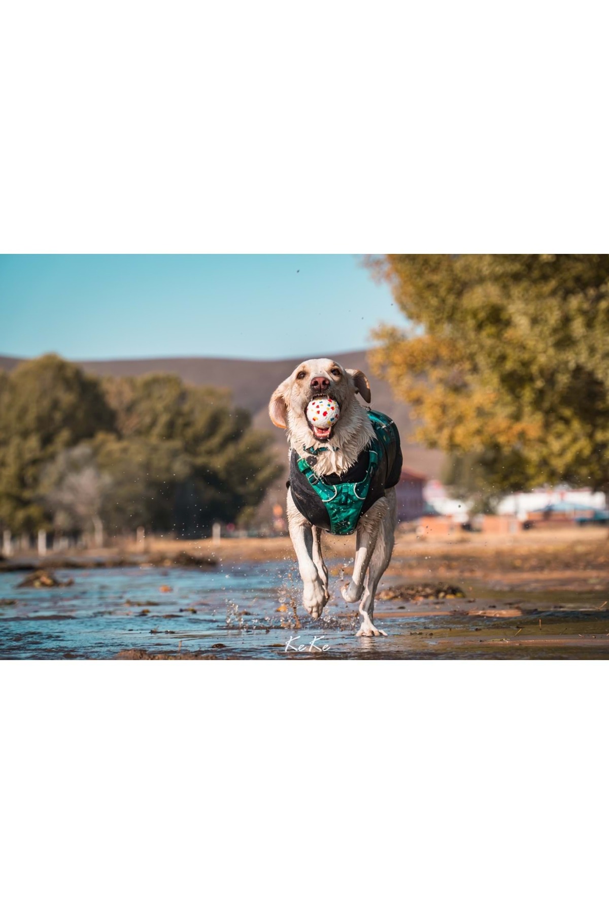 توپ بازی سگ ام‌پتس M-PETS Bloom Ball، چندرنگ، قطر ۷ سانتی‌متر