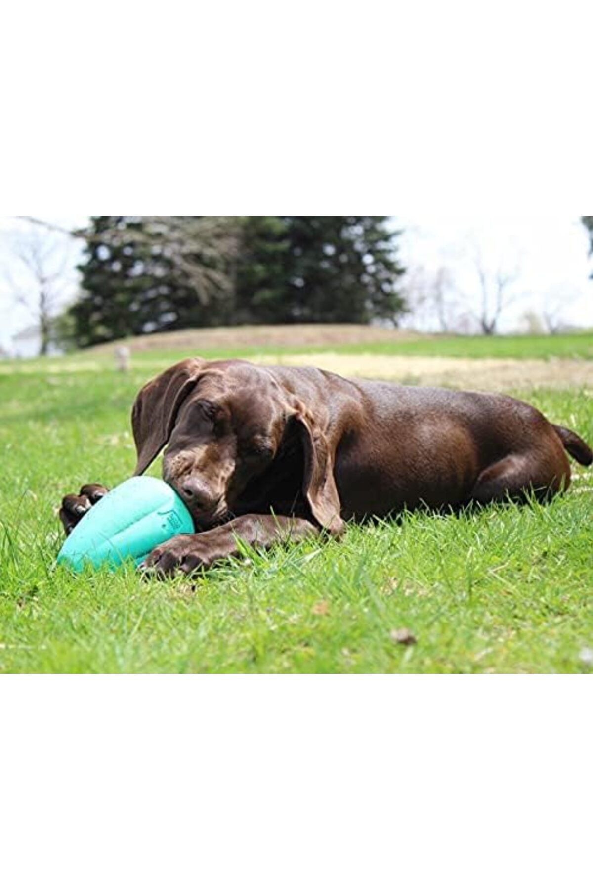 اسباب‌بازی جویدنی سگ Chew Premium Treat، سایز XL، ۲ عددی، ییلدیزان Yıldızan