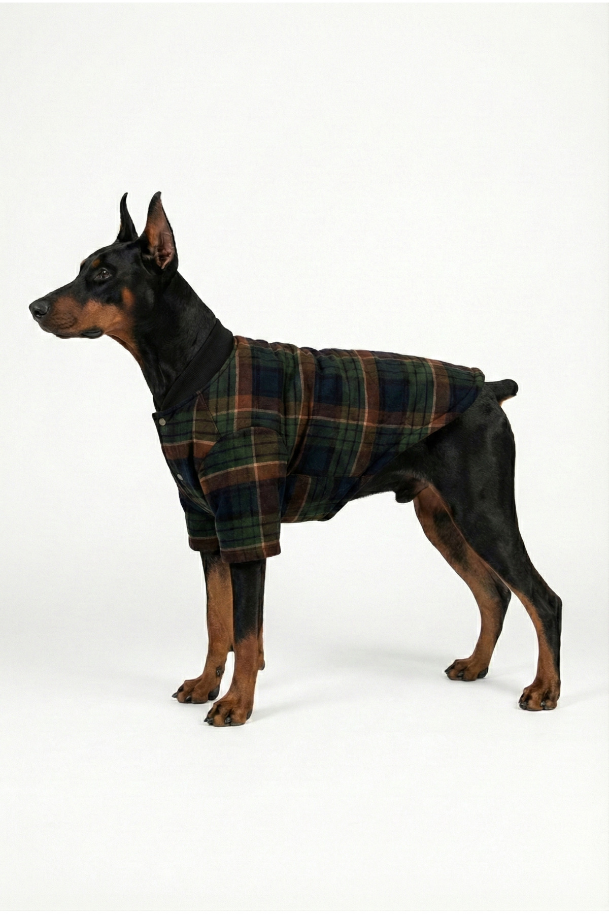 کاپشن زمستانی سگ طرح چهارخانه سبز، یقه کالجی و دکمه فشاری نوبل‌داگ NobleDog چندرنگ