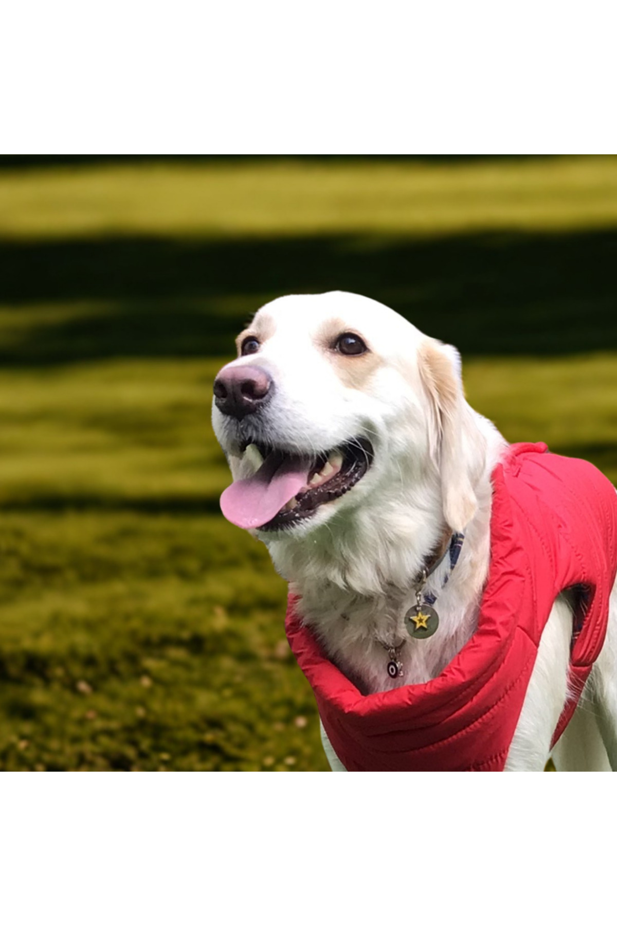 کاپشن پافر قرمز سگ لولو د اربن پاپ Lulu The Urban Pup، Urban Red Light Puffer