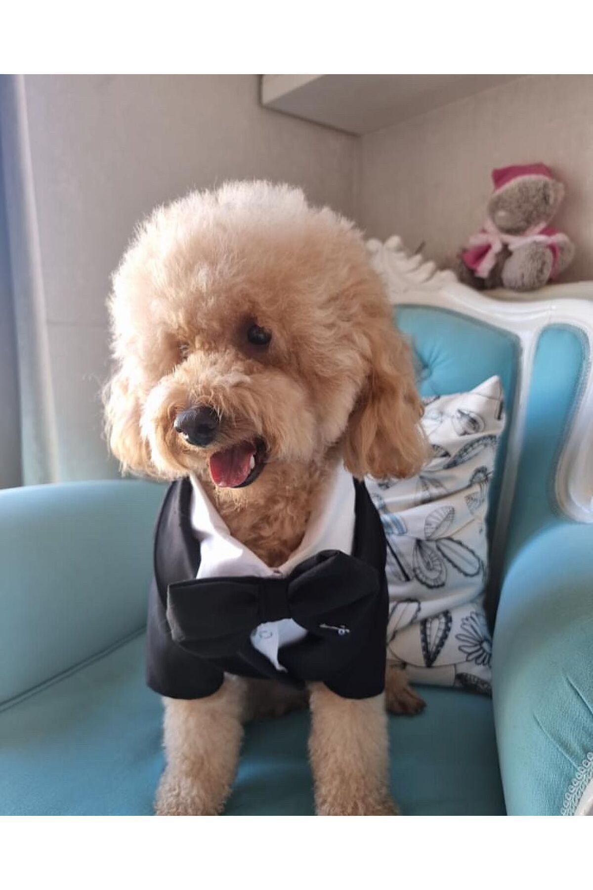 لباس تاکسیدو سگ لولی پت Luli Pet، مشکی، مدل LU-SUIT1