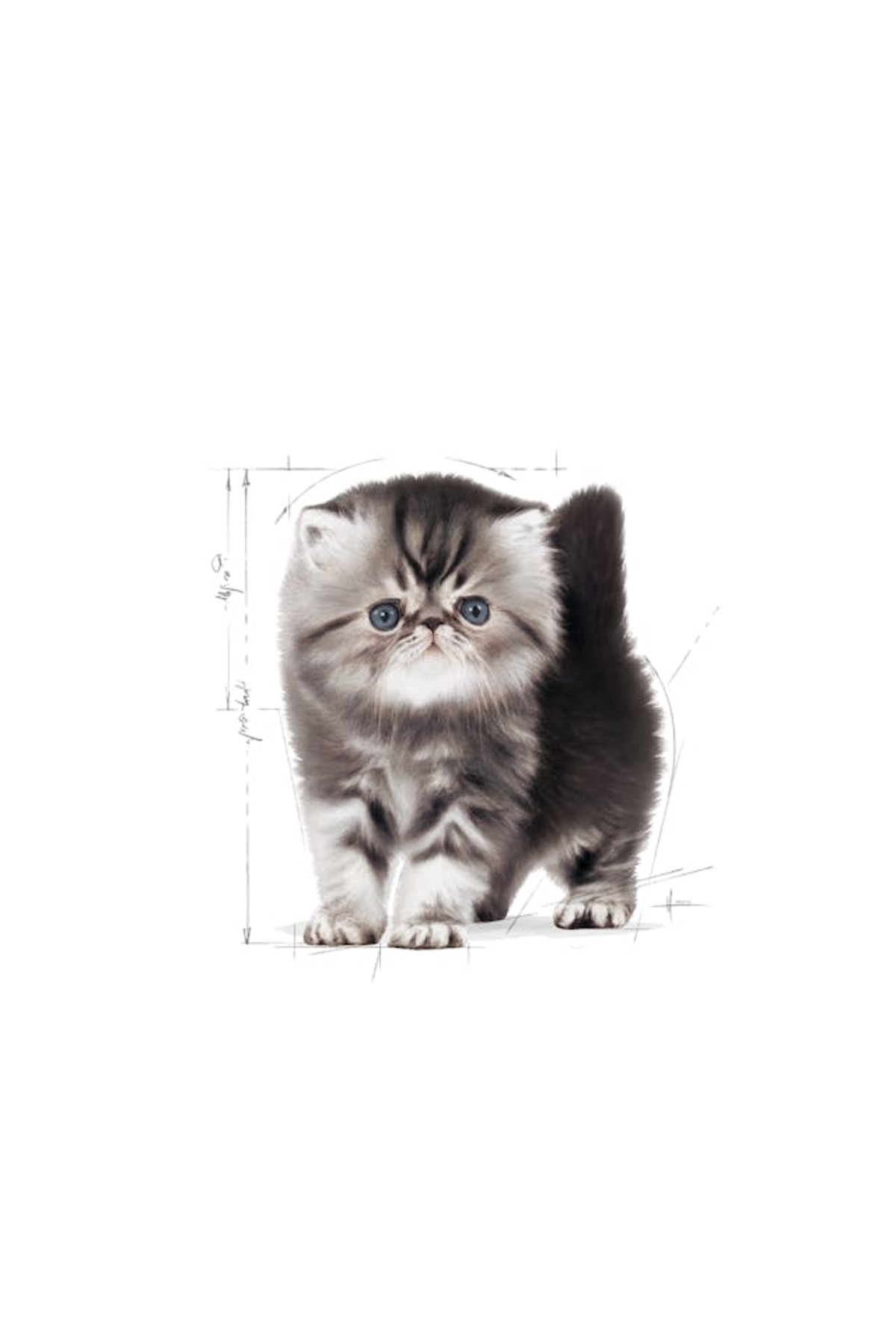 غذای خشک بچه‌گربه پرشین رویال کنین Royal Canin Persian Kitten، ۲ کیلوگرم