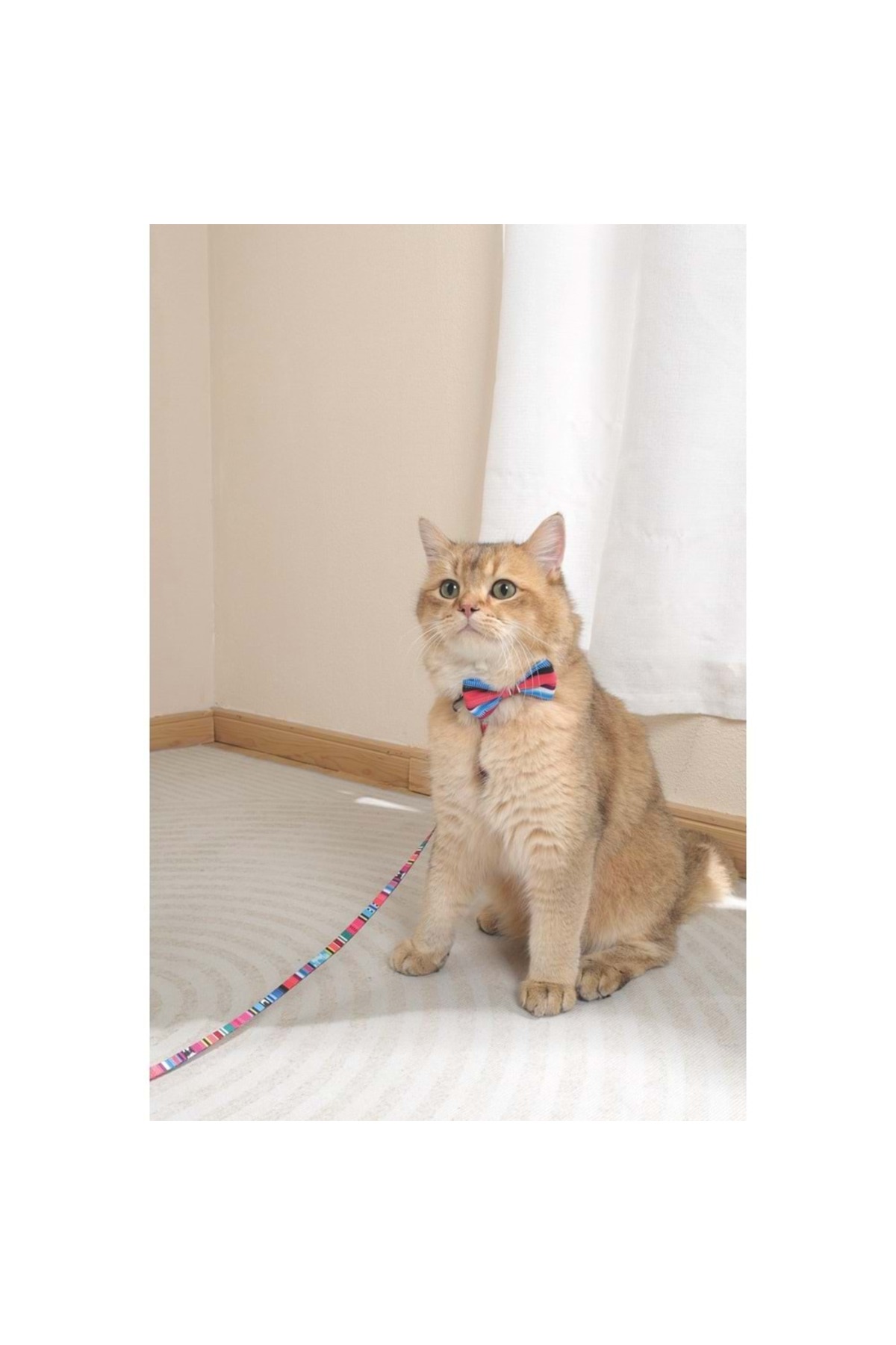 پاپیون حیوانات خانگی ام‌پتس M-PETS مدل Urban Style Jazz Stripes 60800599، سایز M، چندرنگ