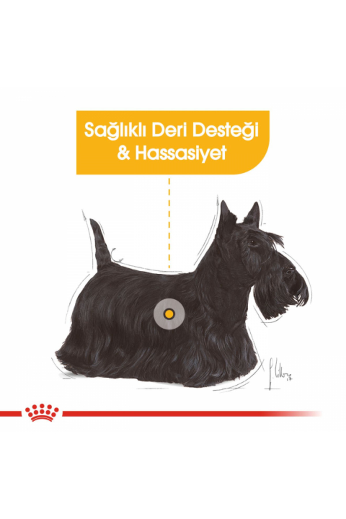 غذای خشک سگ رویال کنین Royal Canin Mini Dermacomfort، ۳ کیلوگرم