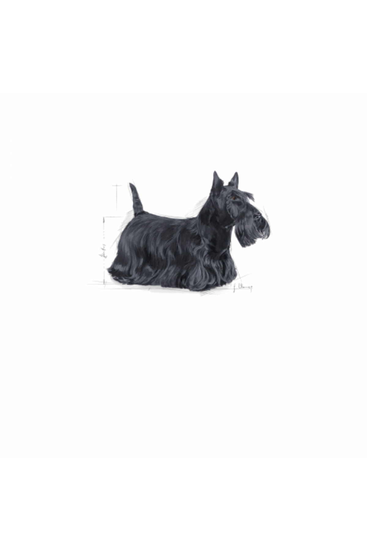 غذای خشک سگ رویال کنین Royal Canin Mini Dermacomfort، ۳ کیلوگرم
