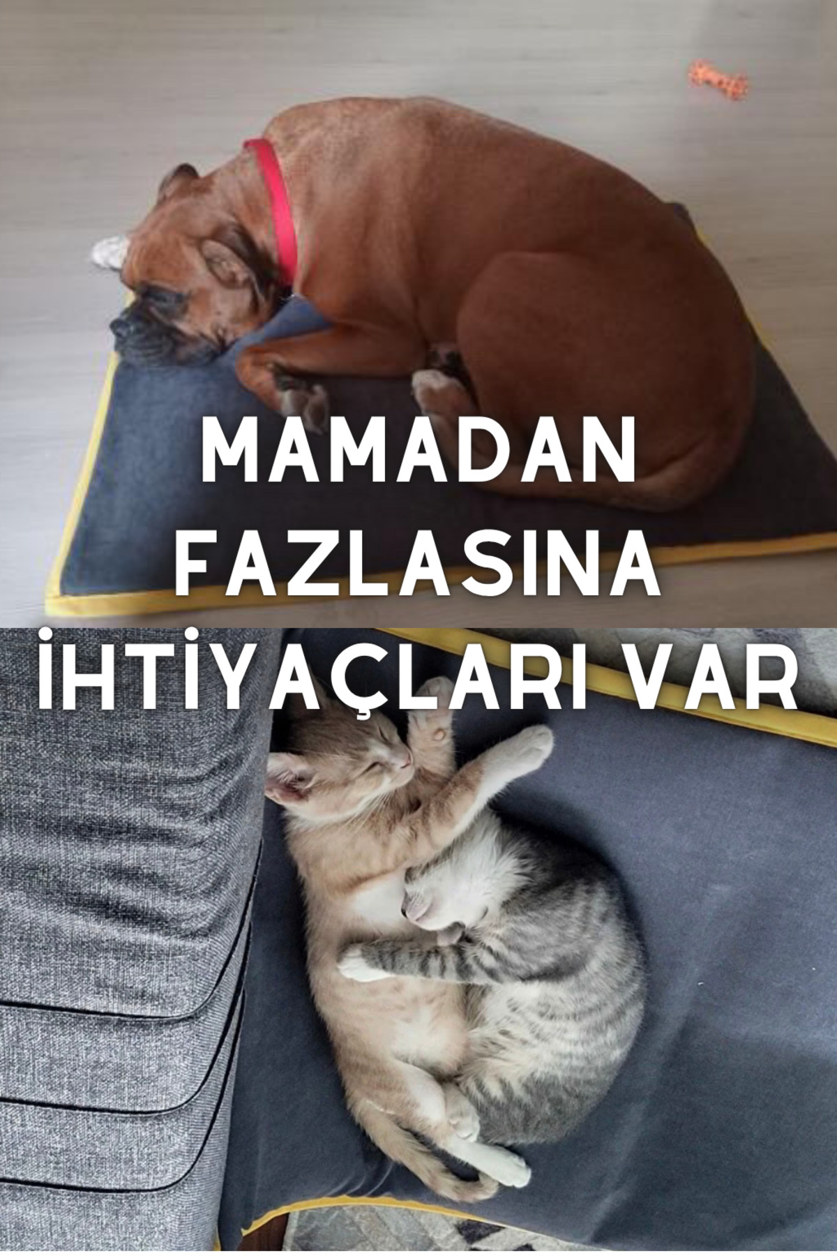 تشک خواب گربه و سگ پاوداز Pawdaz Serin XL، ۸۰×۶۰ سانتی‌متر، چهارفصل خاکستری