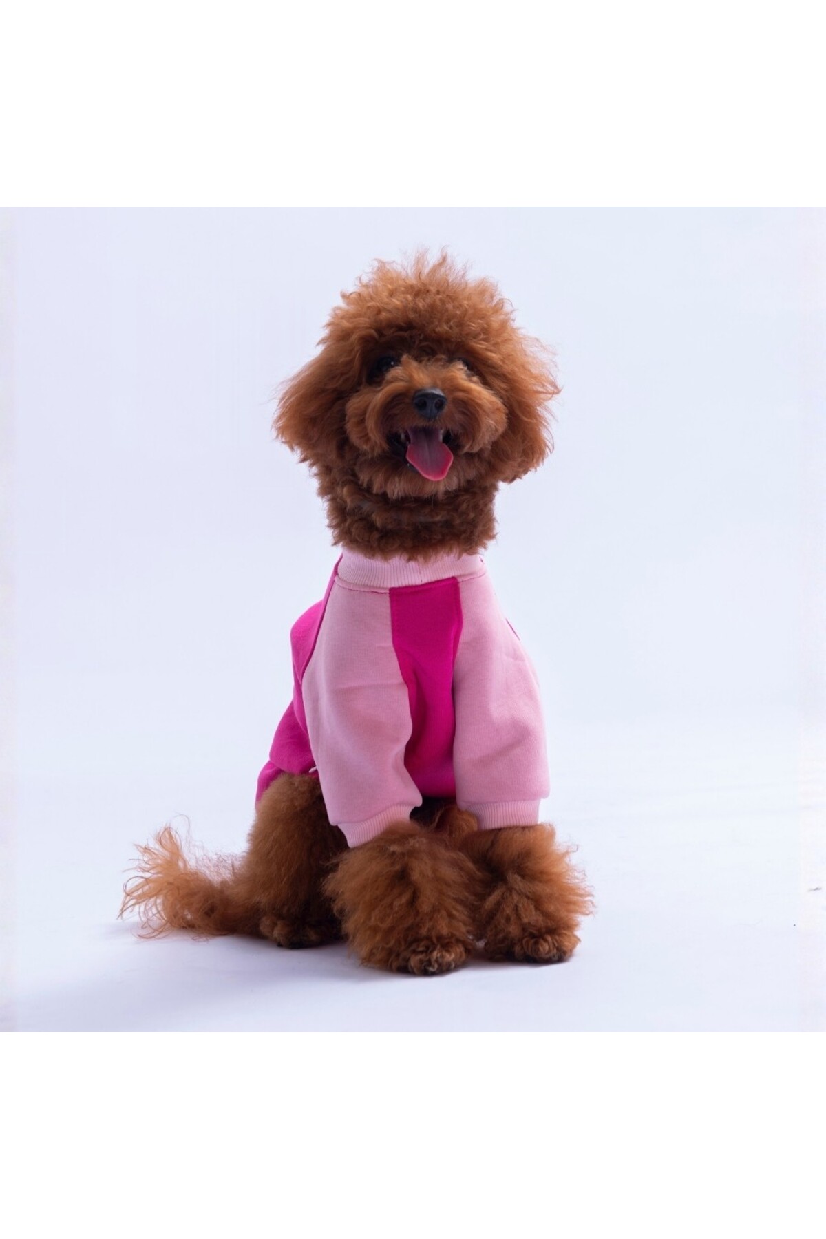 سویشرت سگ Boston به رنگ فوکسیا، پاوستار Pawstar