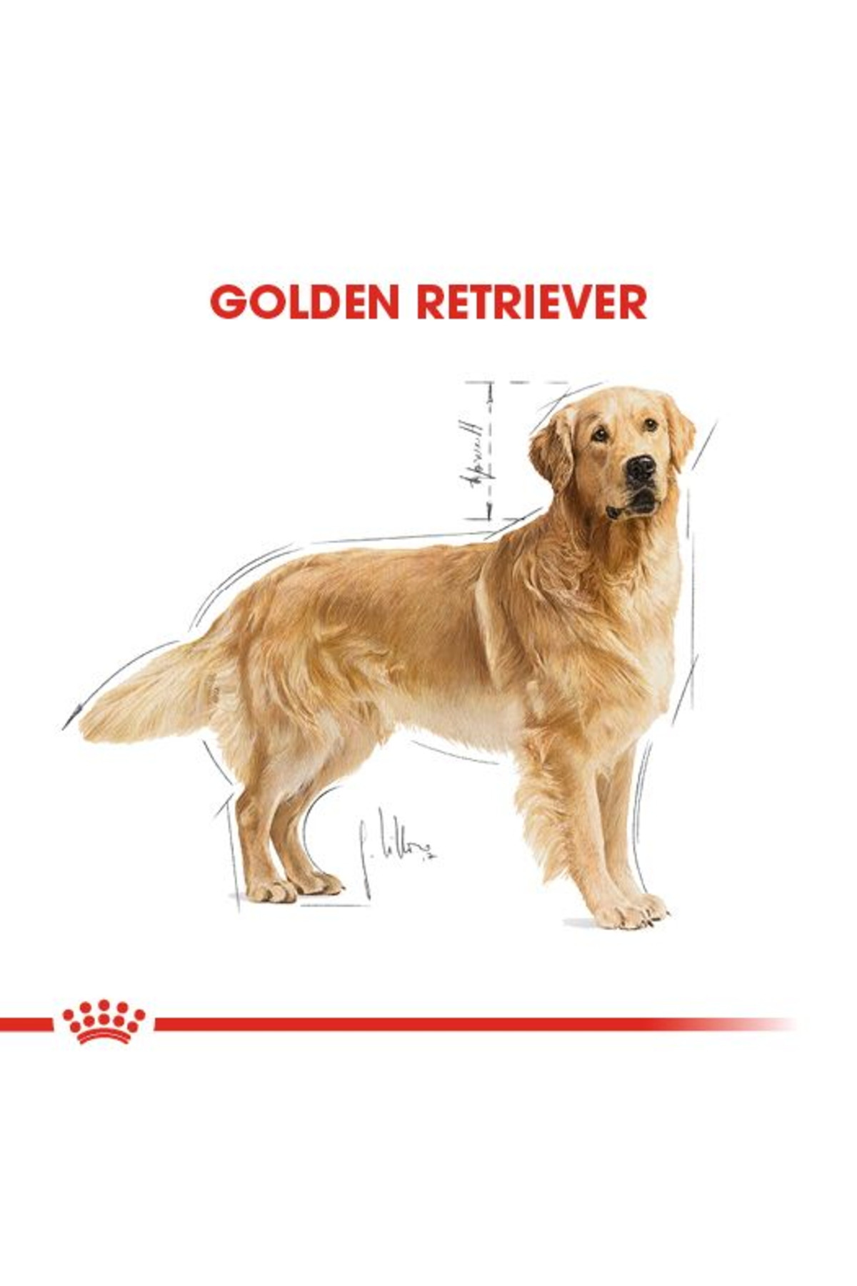 غذای خشک سگ بالغ گلدن رتریور رویال کنین Royal Canin، ۱۲ کیلوگرم