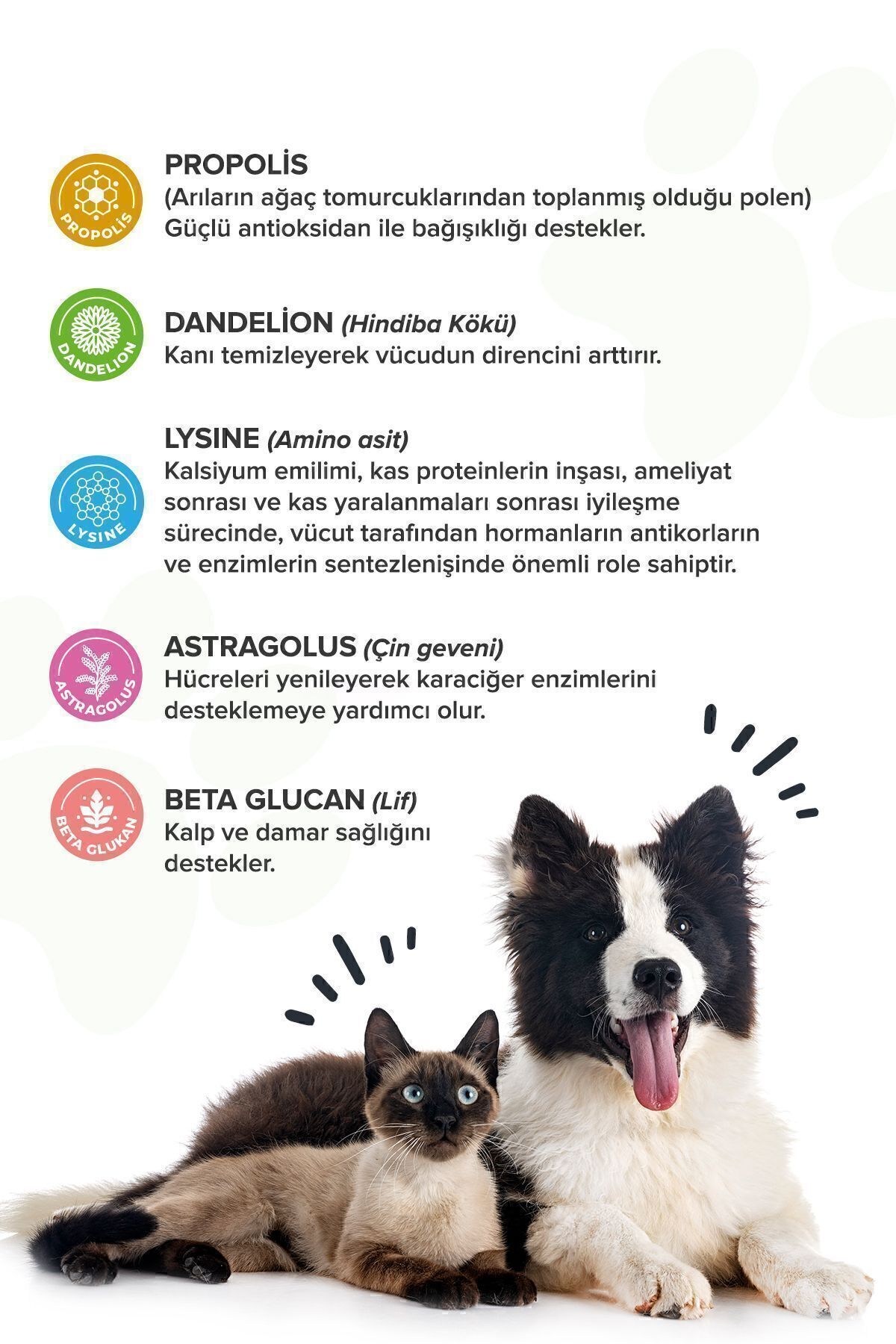 قرص Premium Immune C پاتیوگرافیا patiografya برای گربه و سگ