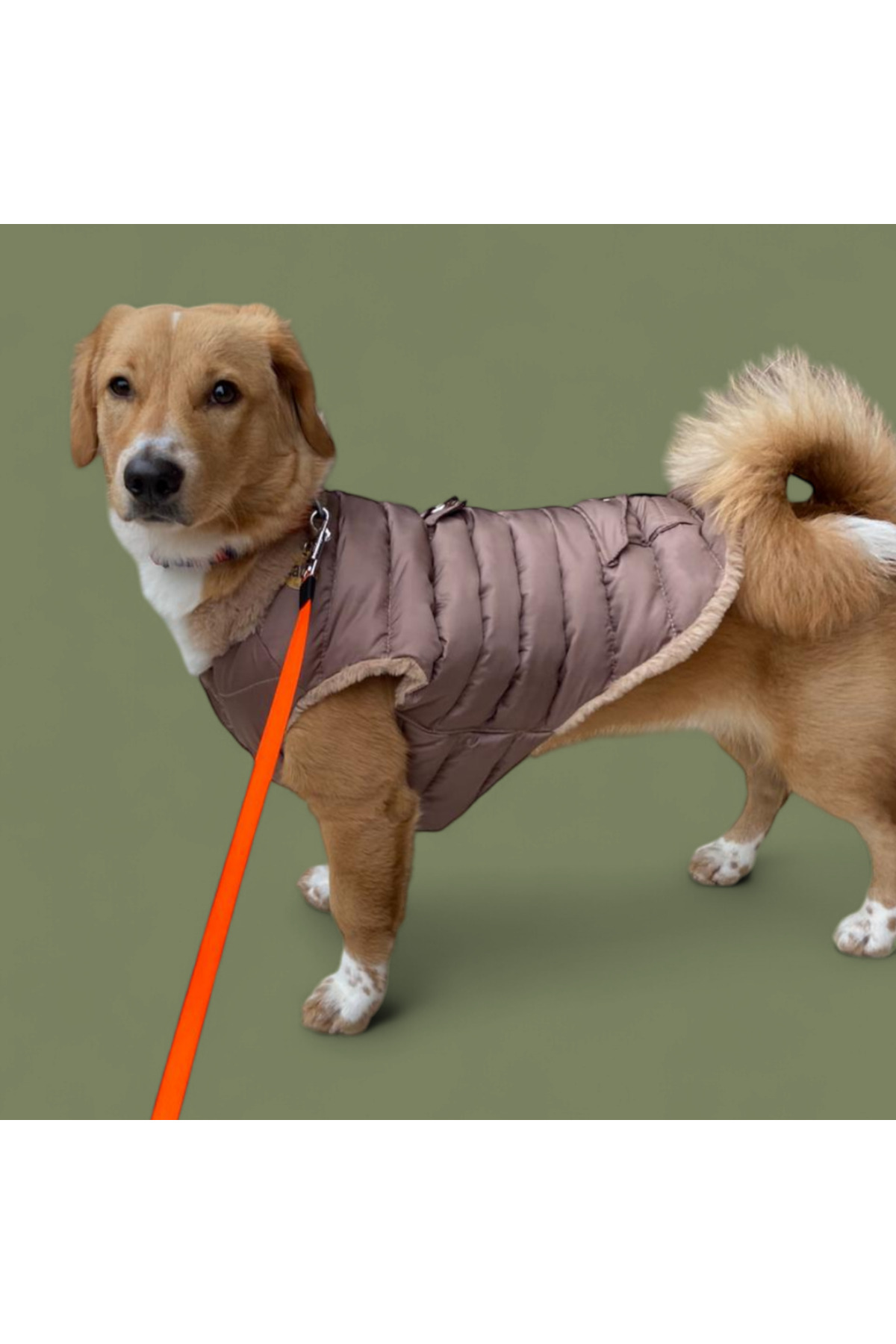کاپشن پفکی سگ لولو دِ اربن پاپ Lulu The Urban Pup مدل LTUP3000، بژ